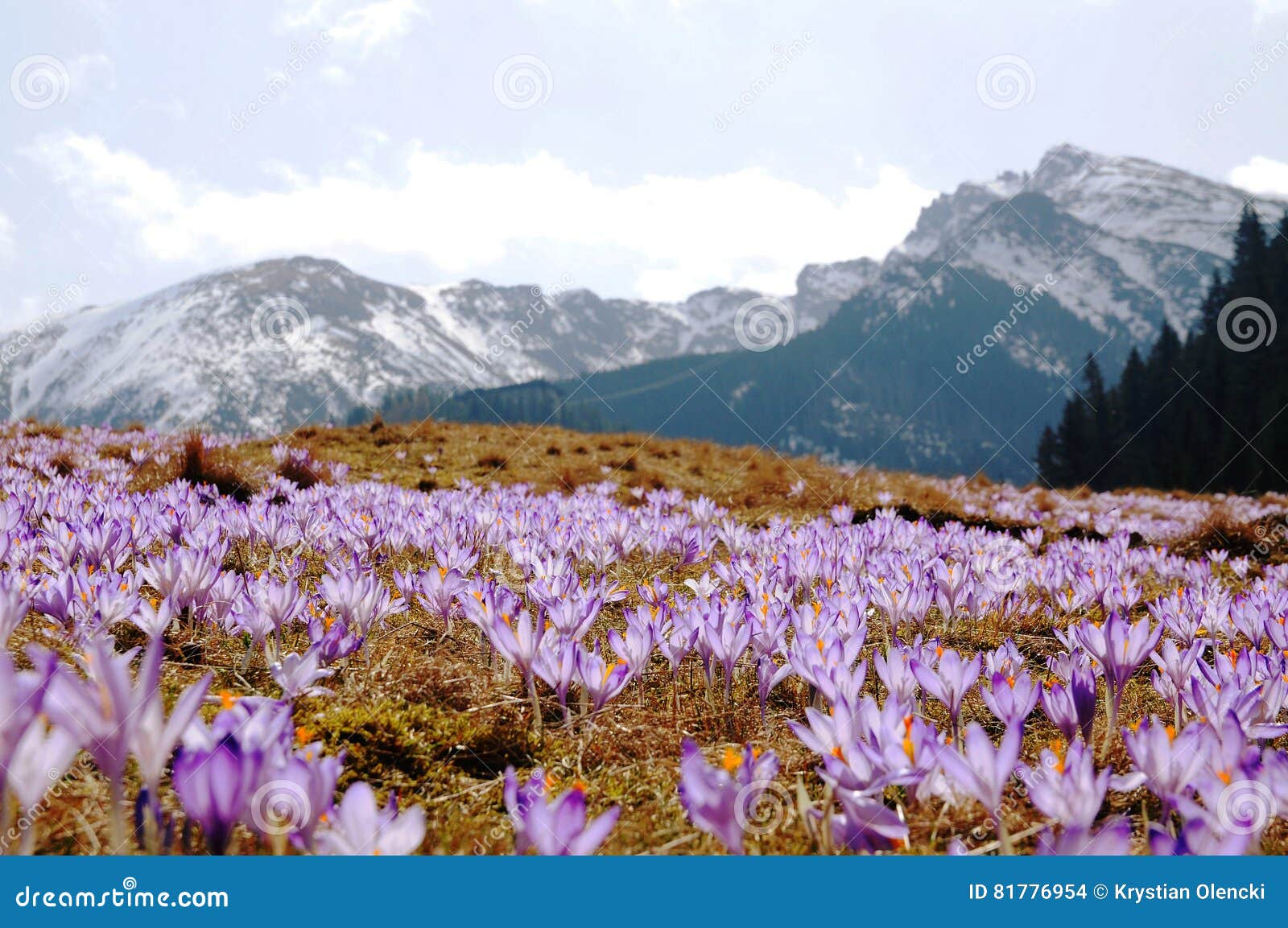 Crocus Vernus Saffron Flower Stock Photo Image of spring, kalatowki