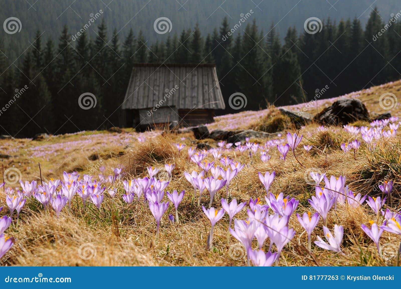 Crocus Vernus Saffron Flower Stock Image Image of poland, glade
