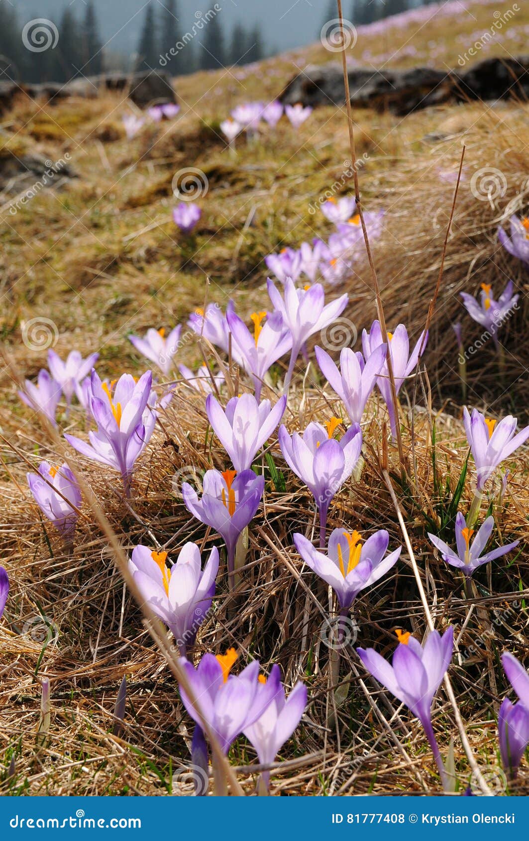 Crocus Vernus Saffron Flower Stock Photo Image of leaf, saffron
