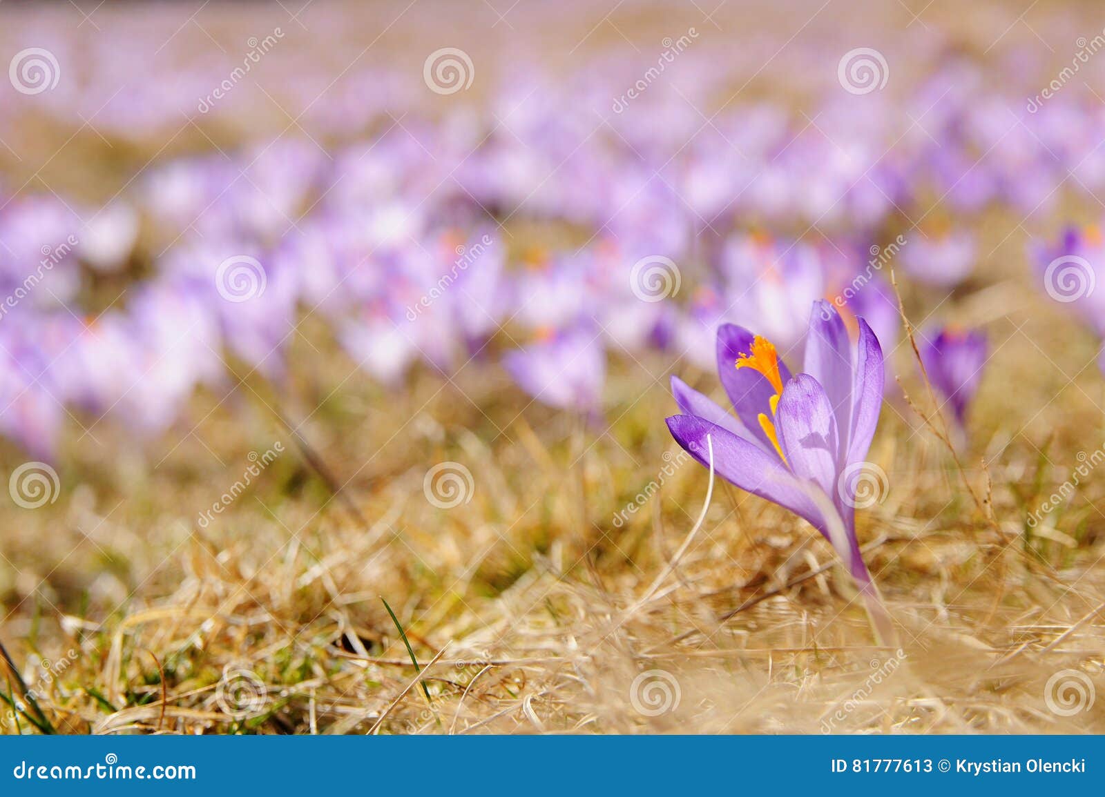 Crocus Vernus Saffron Flower Stock Image Image of mountain, glade