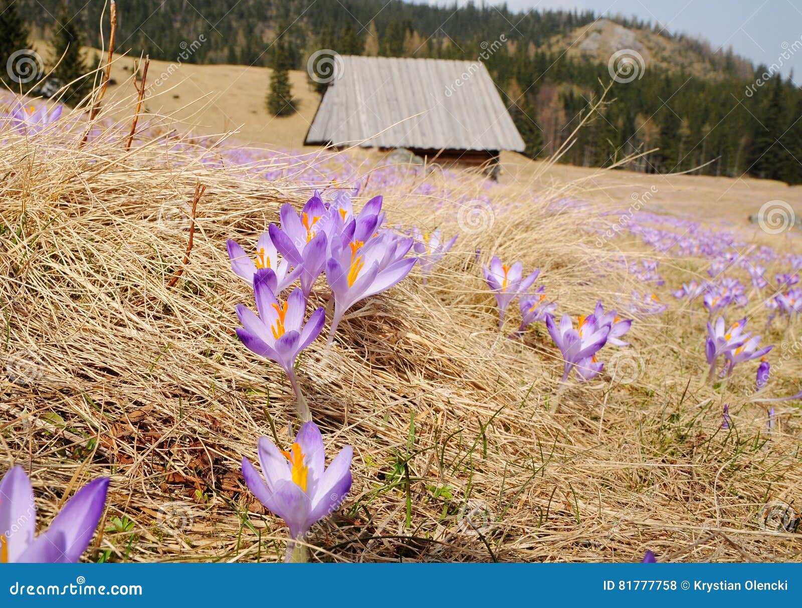 Crocus Vernus Saffron Flower Stock Photo Image of swarm, fresh