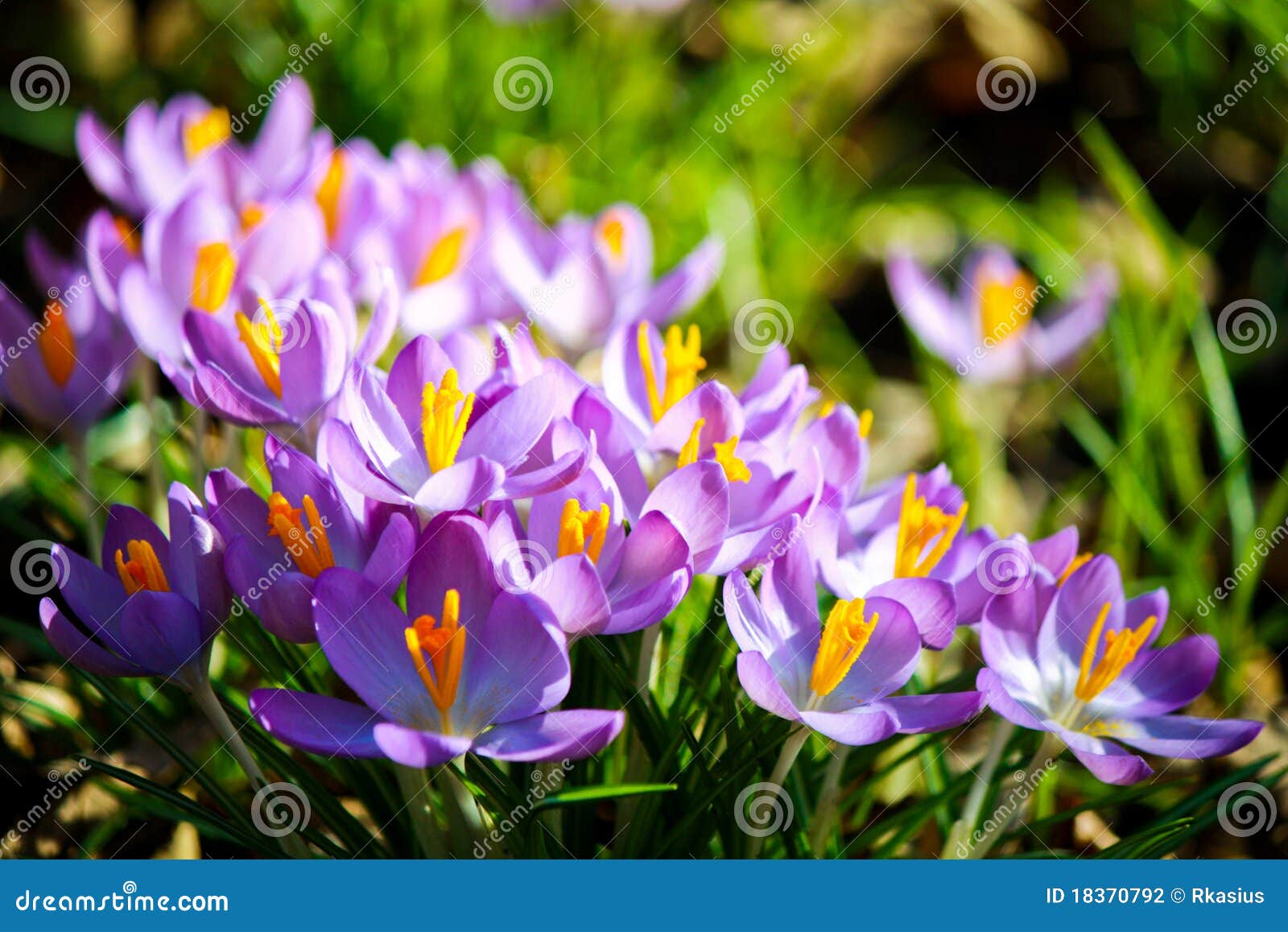 crocuses