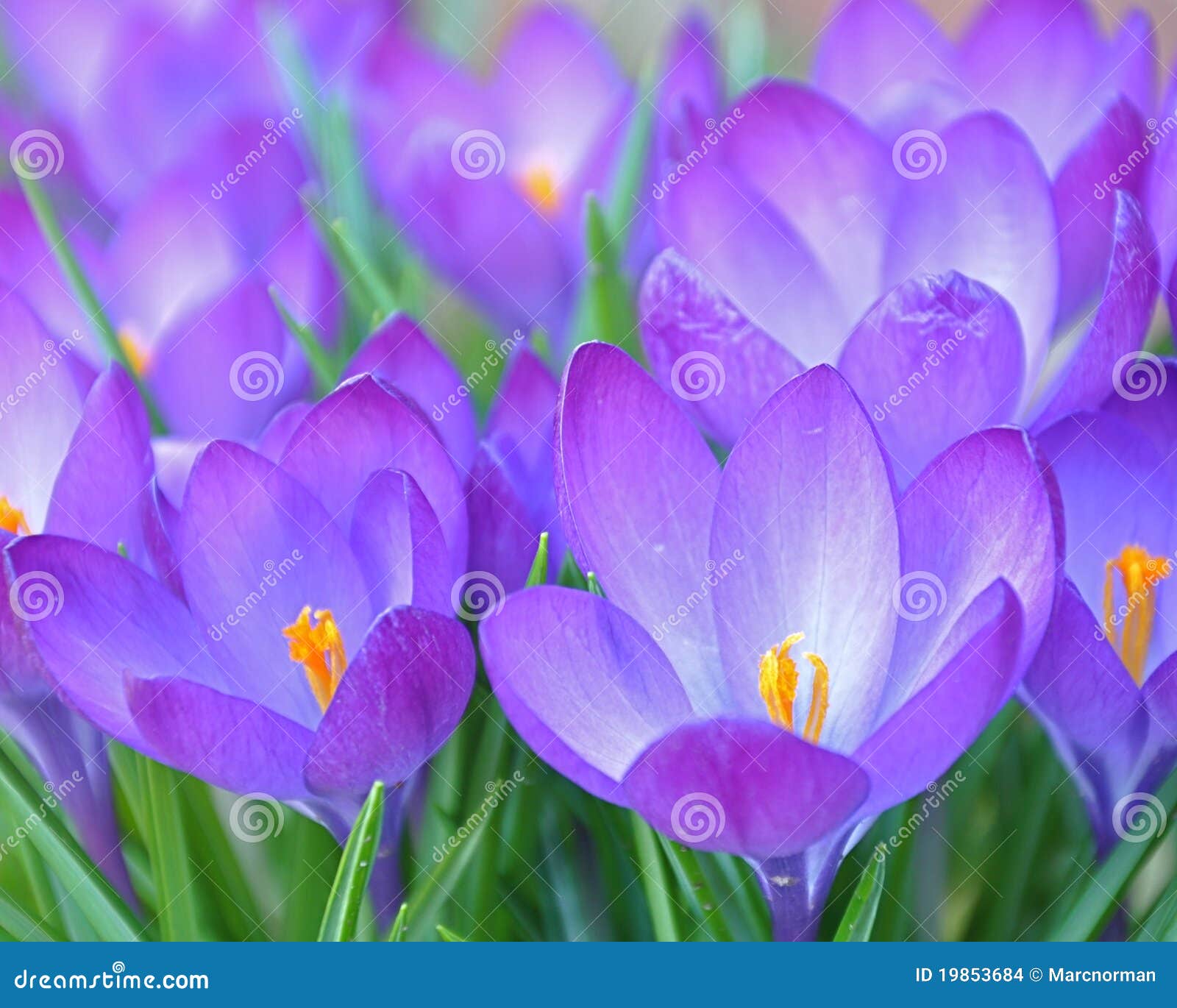 crocuses