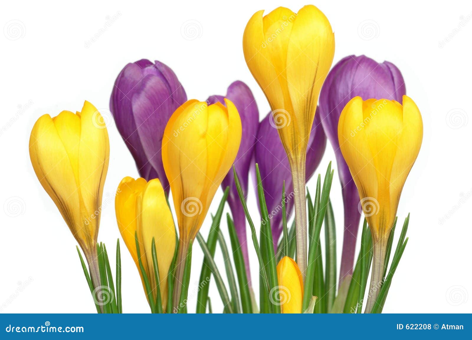 crocuses