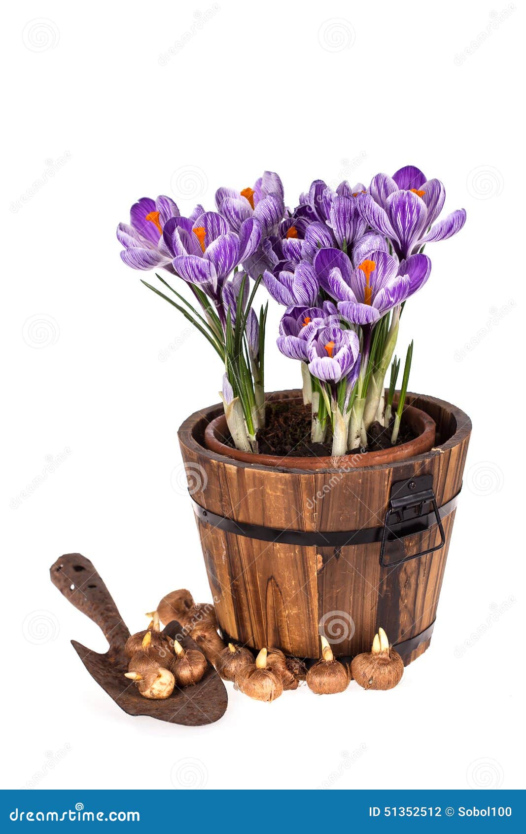 Crocuses In Pot, Old Trowel And Bulbs Stock Photo Image of flower, nobody 51352512