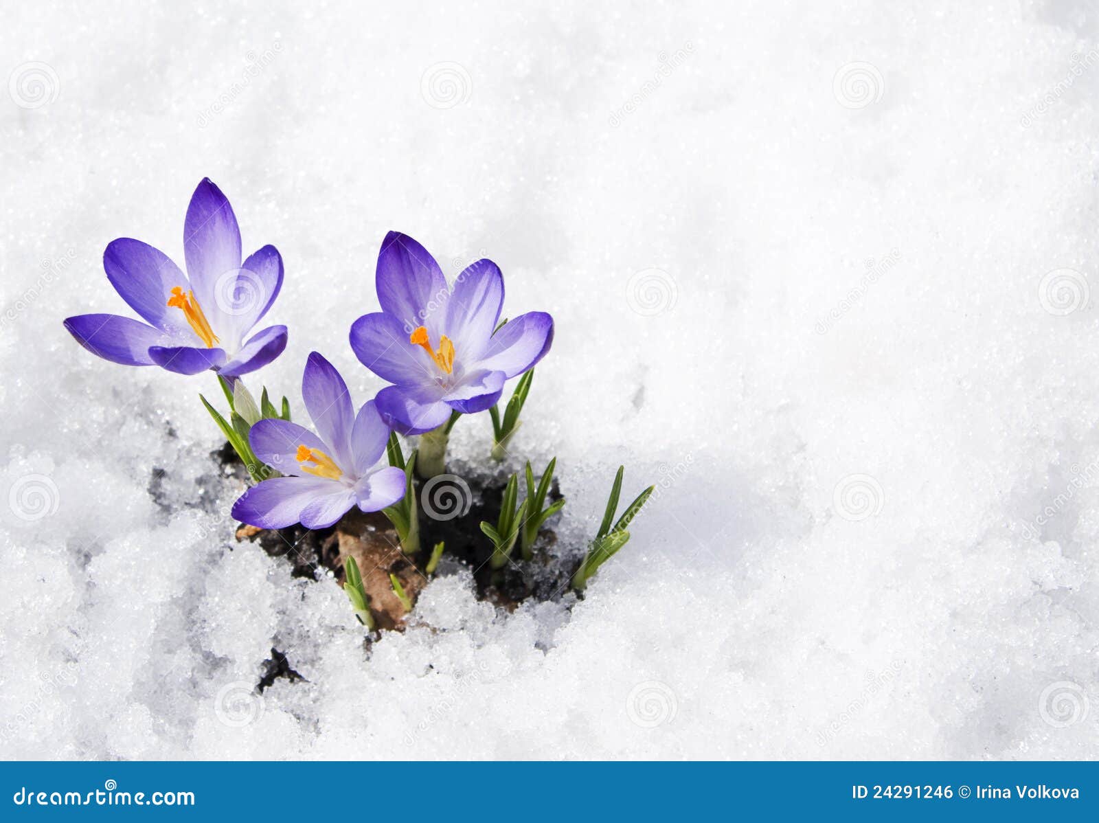 crocuses in the snow