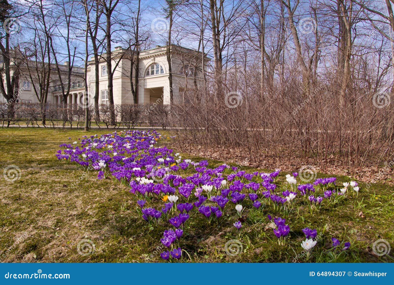 Crocuses in Warsaw park. Bunch of violet crocuses in Warsaw Lazienki park