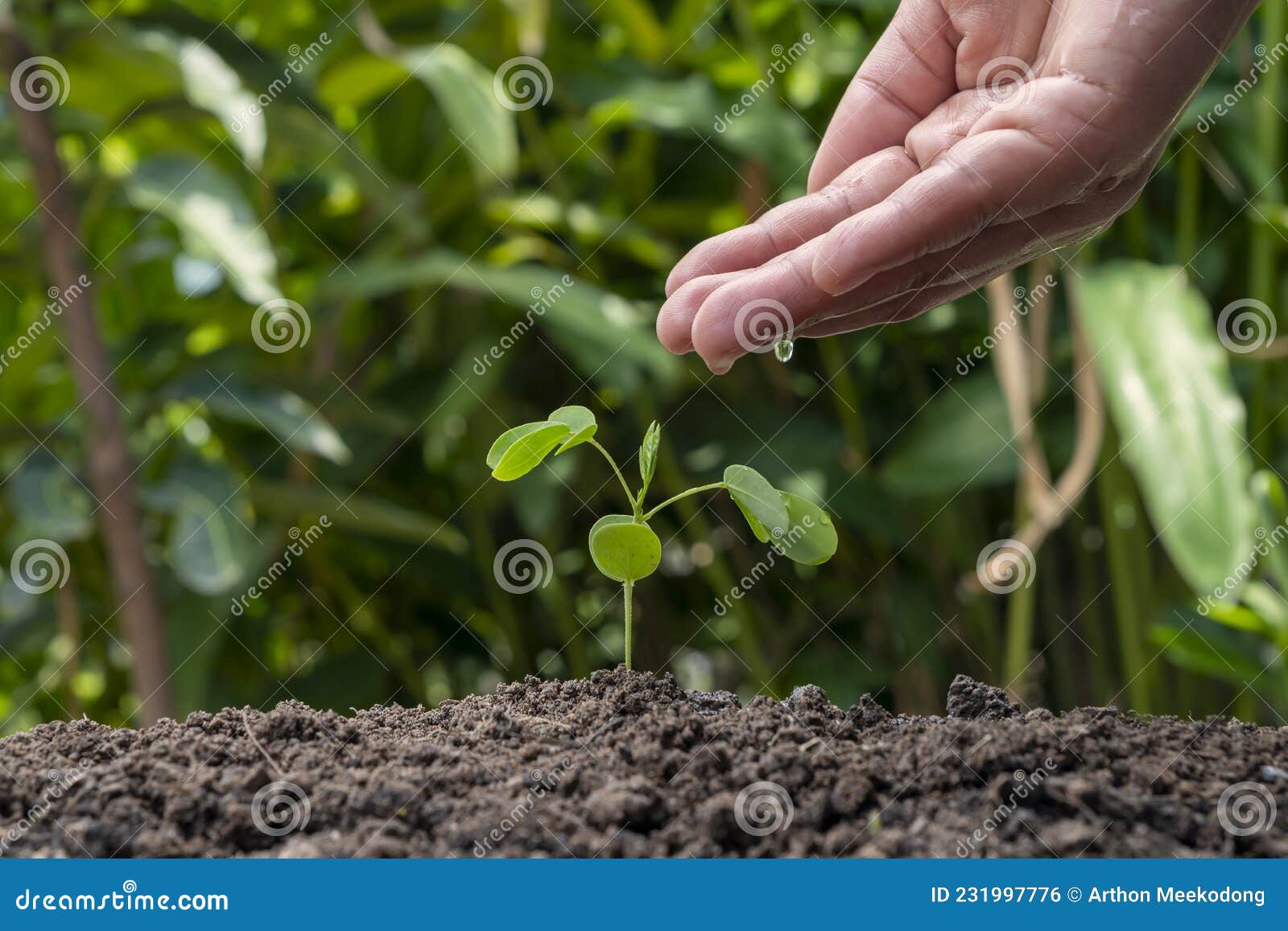 Planter Des Arbres Avec Des Graines Et Planter Des Arbres Aux Mains Des  Agriculteurs Idées De Croissance Des Plantes