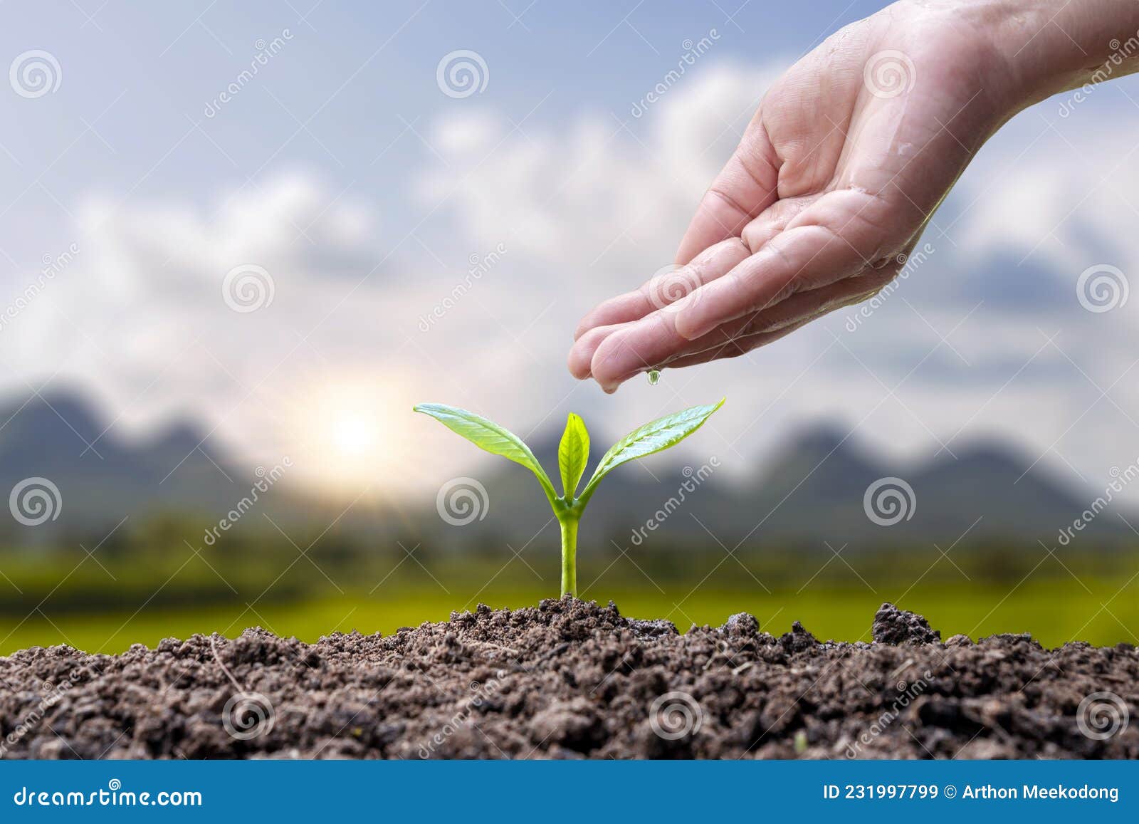 croissance des plantes ou germination des graines et mains