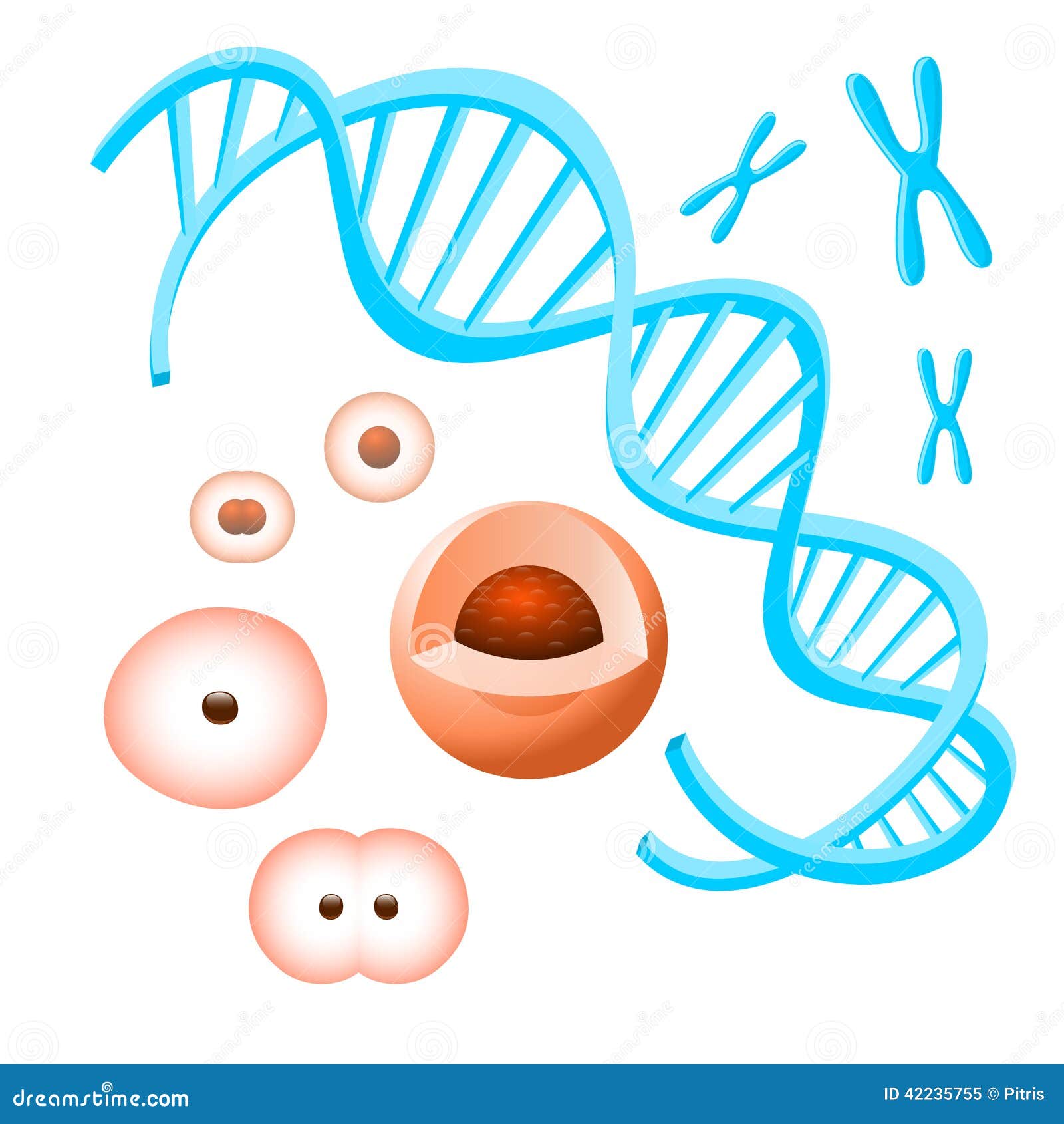 Cromosoma Células Y Dna En El Fondo Blanco Ilustración Del Vector