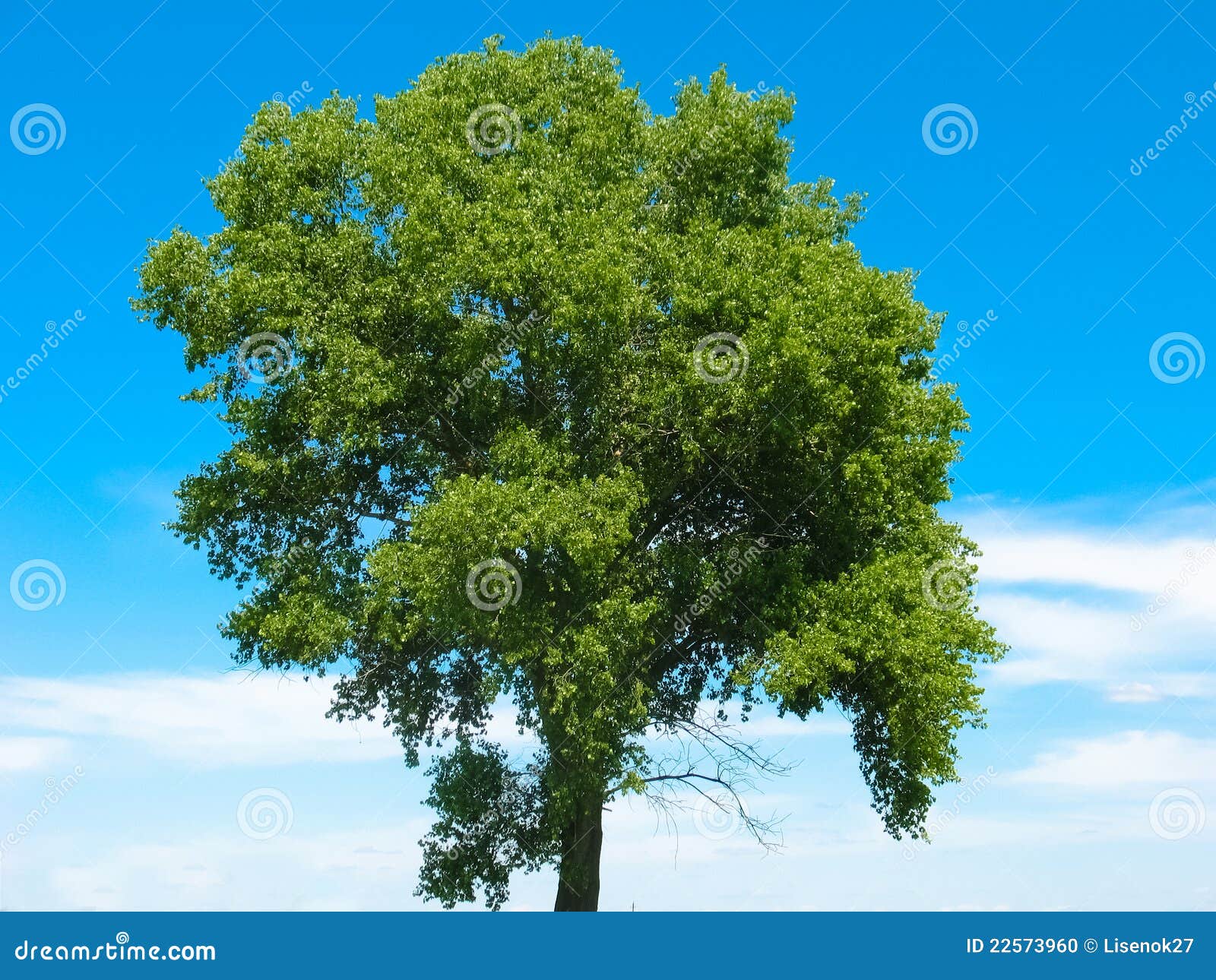 crone of tree