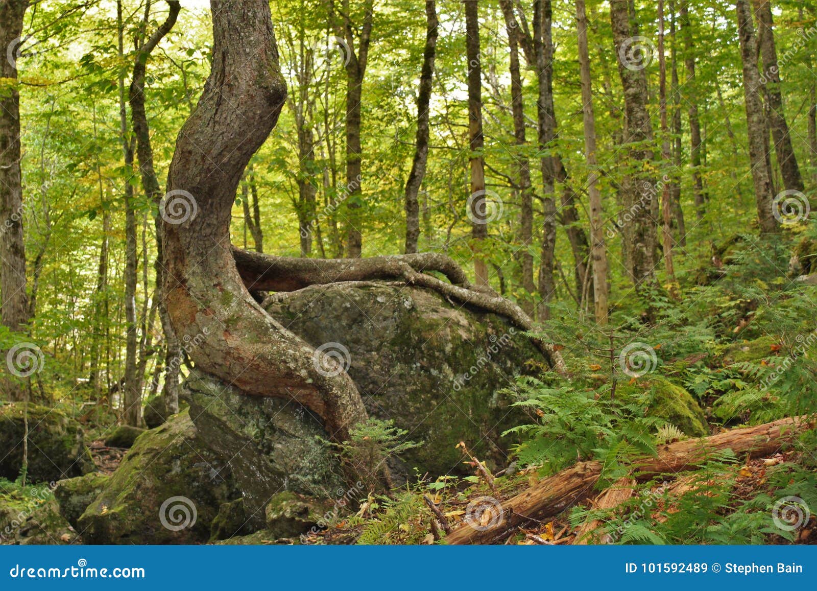 A Crooked Tree Growing Over a Large Boulder Stock Image Image of