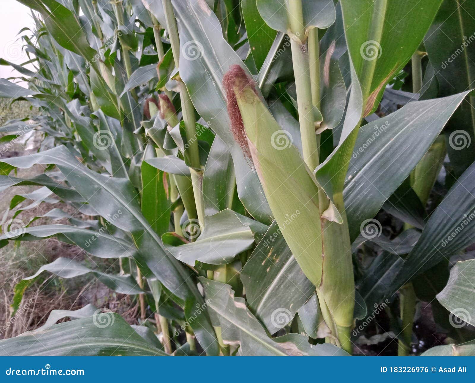 Crop of Corn/maize Fully Grown. Stock Photo Image of vegetable, grown
