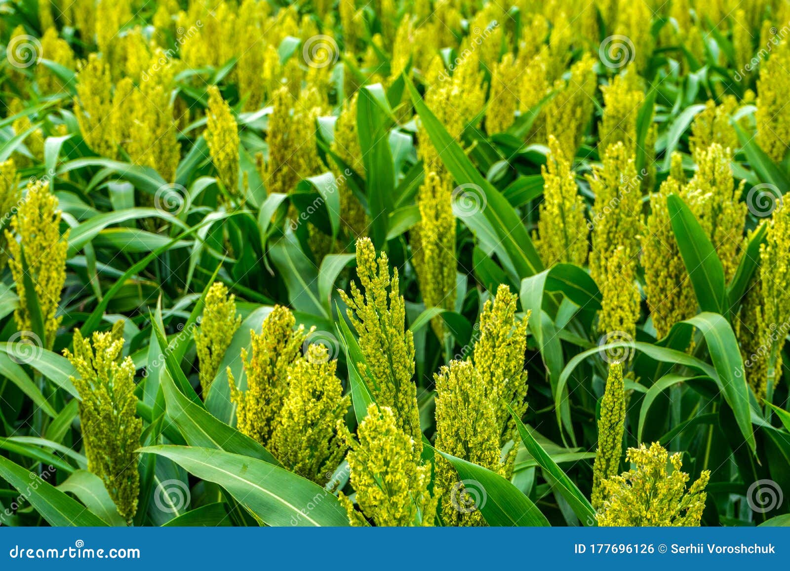 The Crop Cultivar is Growing on the Field Stock Photo - Image of milo 