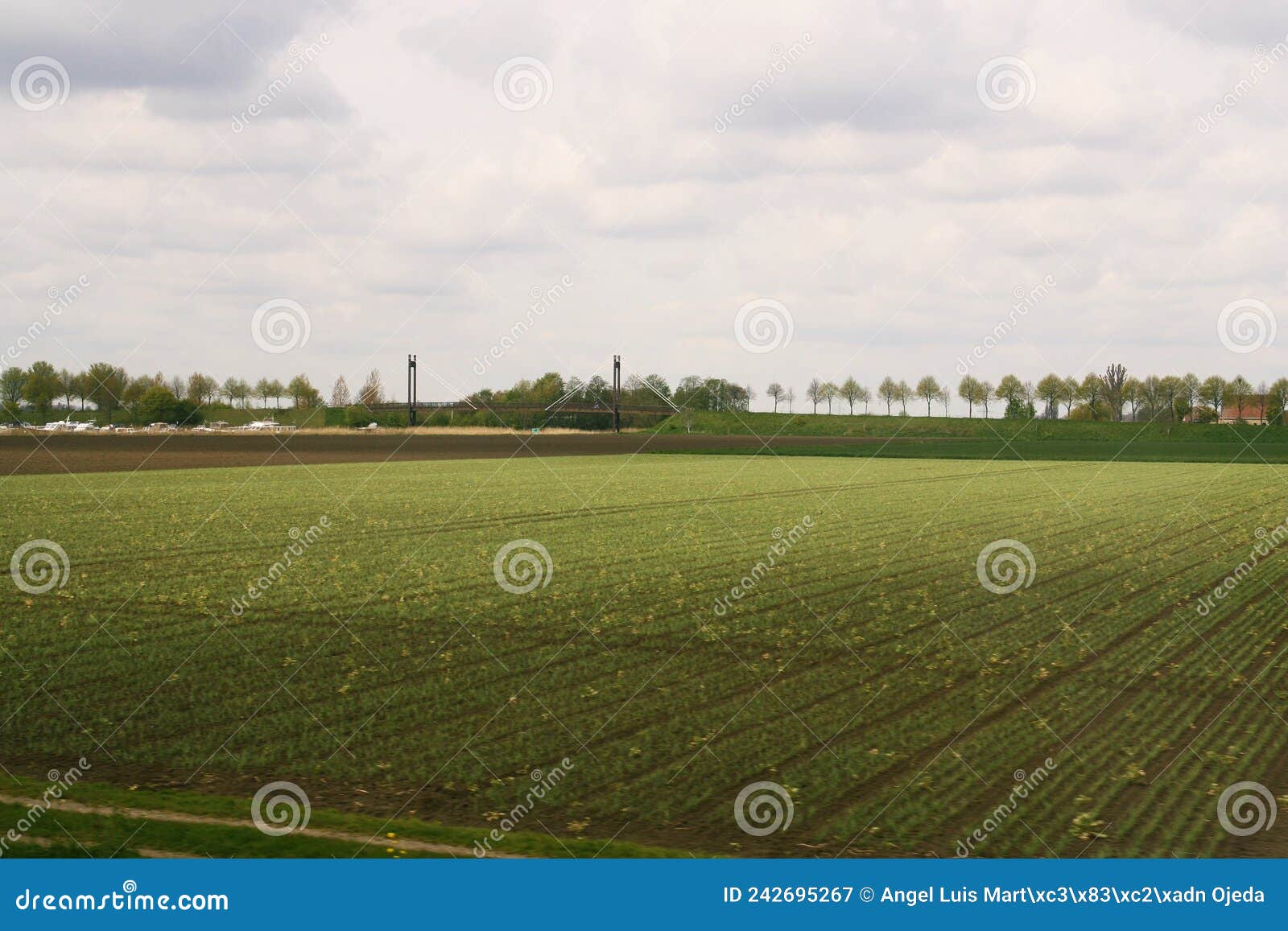 crop fields in rural areas of the netherlands.