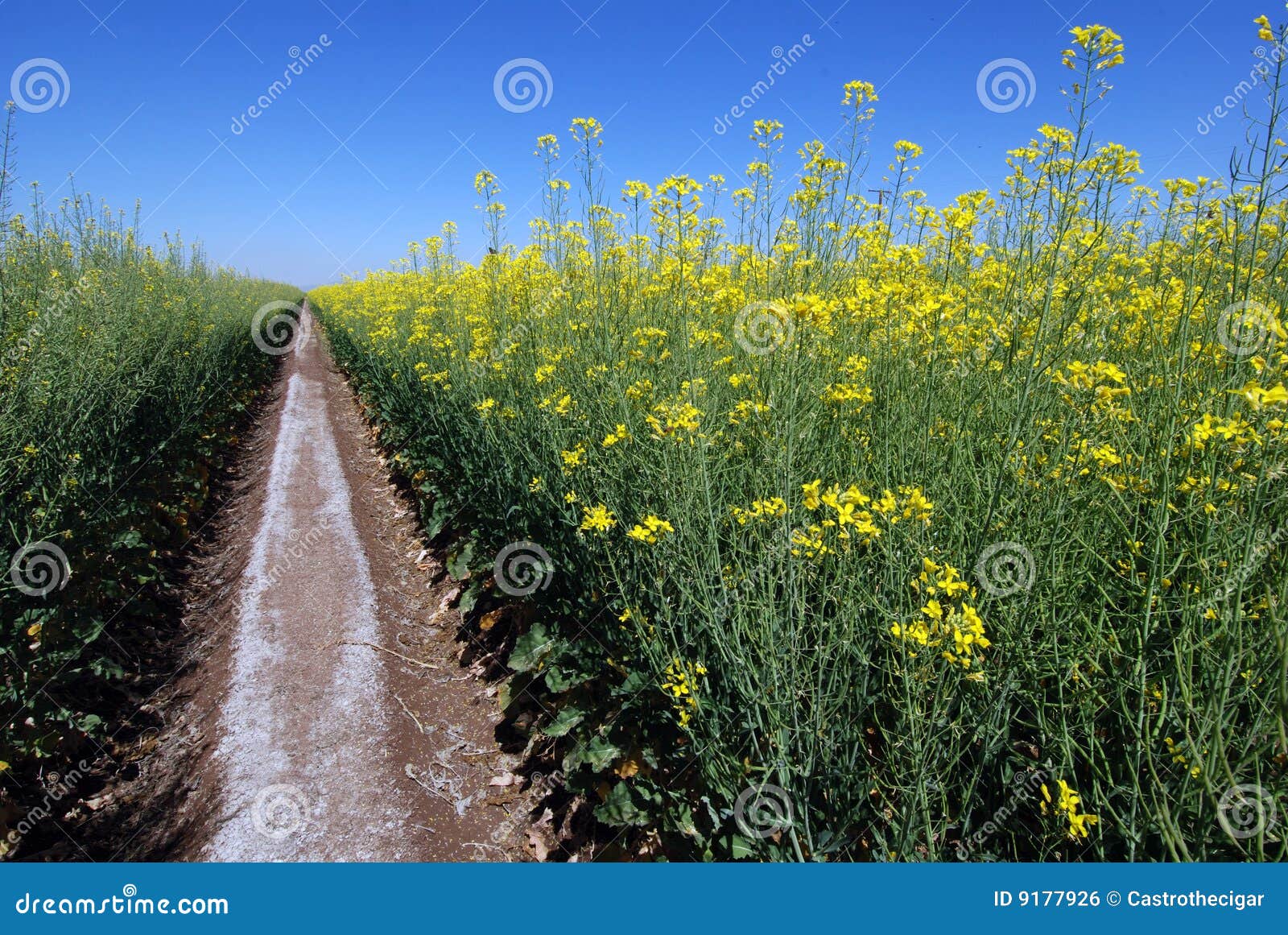 Crop flowers stock photo. Image of crops, farm, yellow 9177926