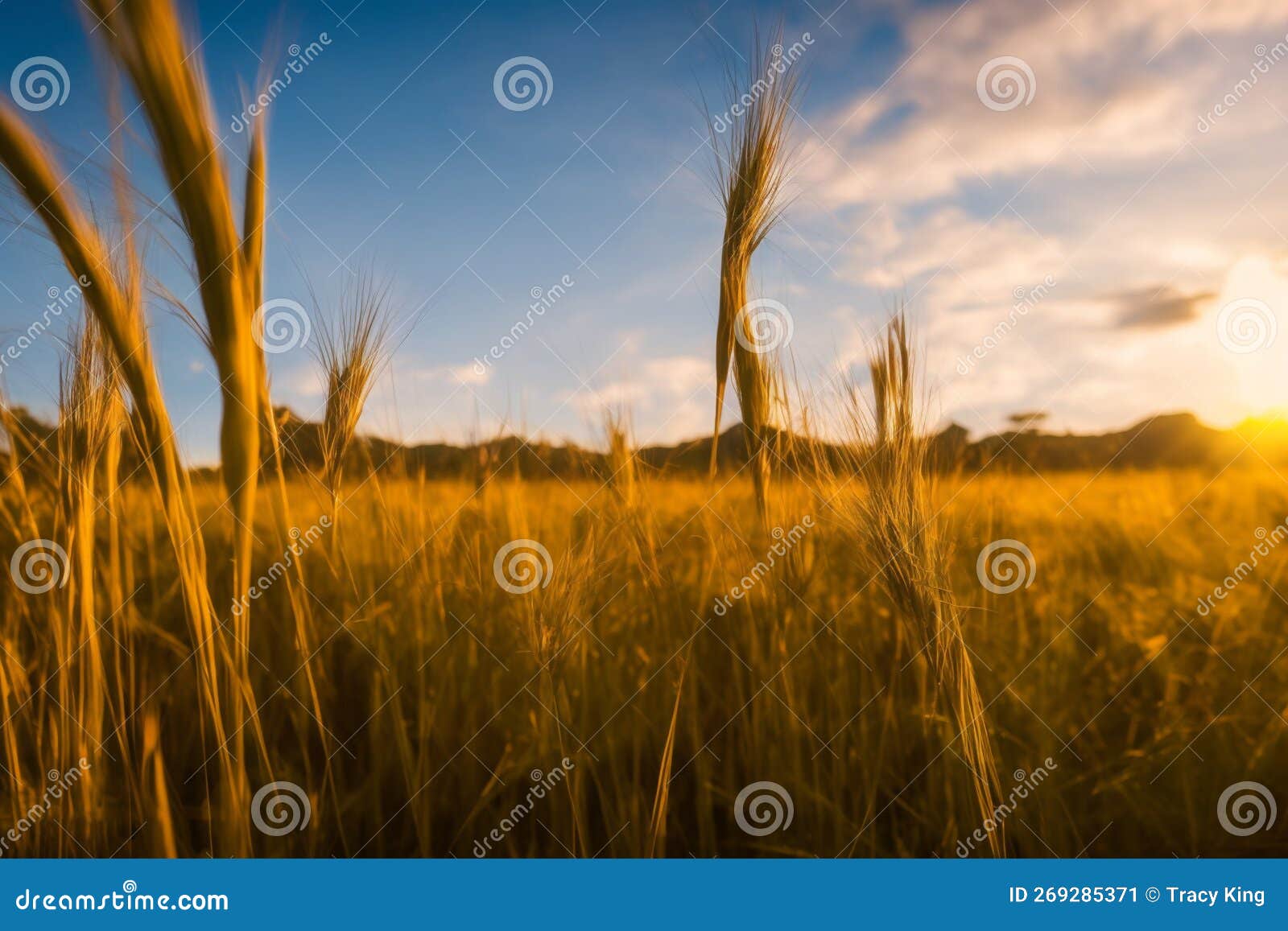 Crop growing on a farm stock image. Image of season 269285371