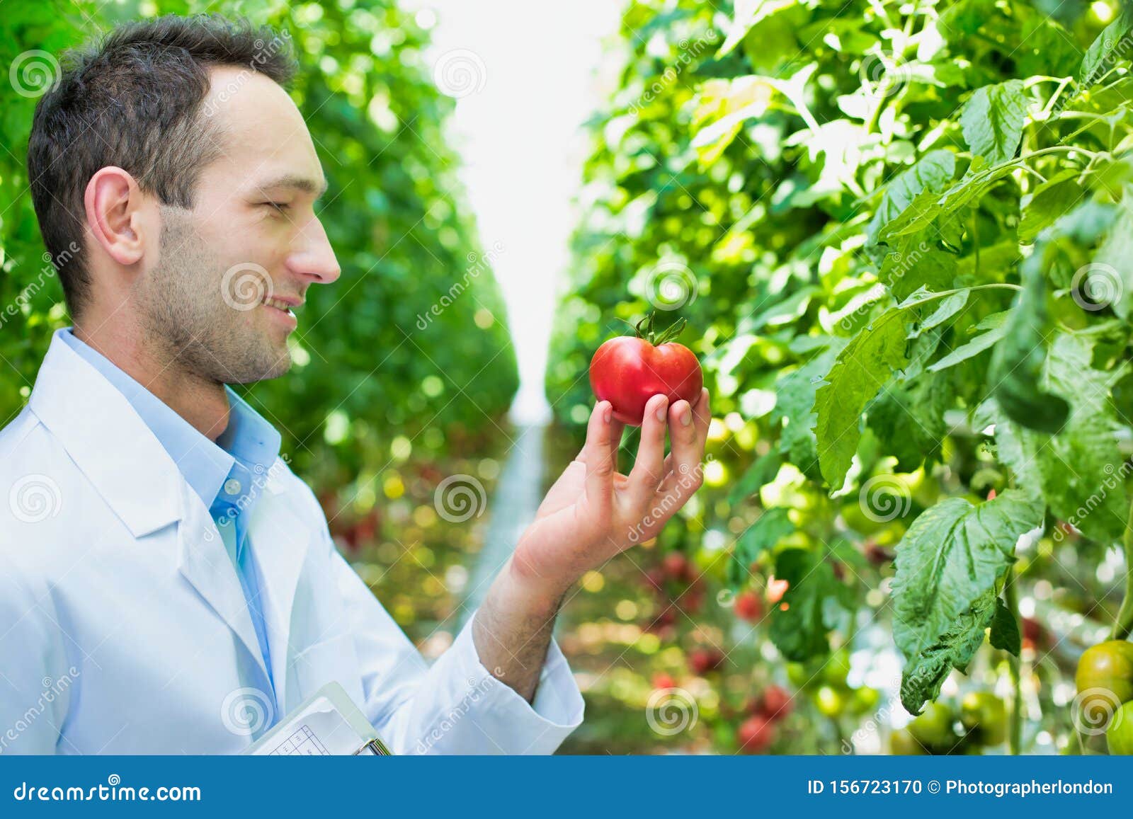 crop scientist looking at tomato in greenhouse