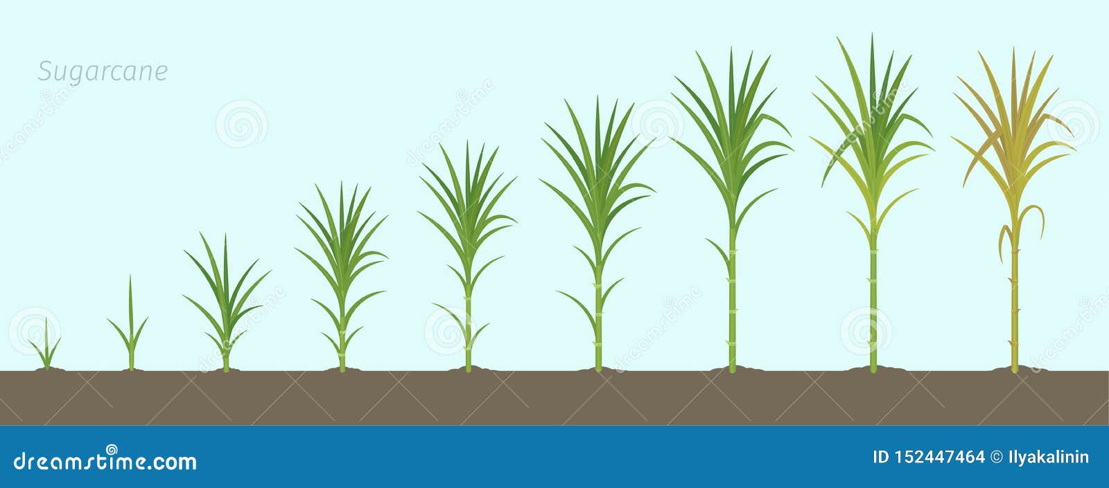 Sugarcane Saccharum Officinarum Vector Illustration CartoonDealer sugarcane-saccharum-officinarum-vector-illustration-cartoondealer