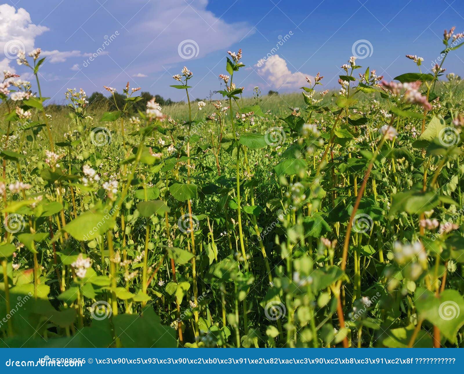 Crop Summer Flowers Sky Grass Stock Photo Image of flowers, crop 255908056