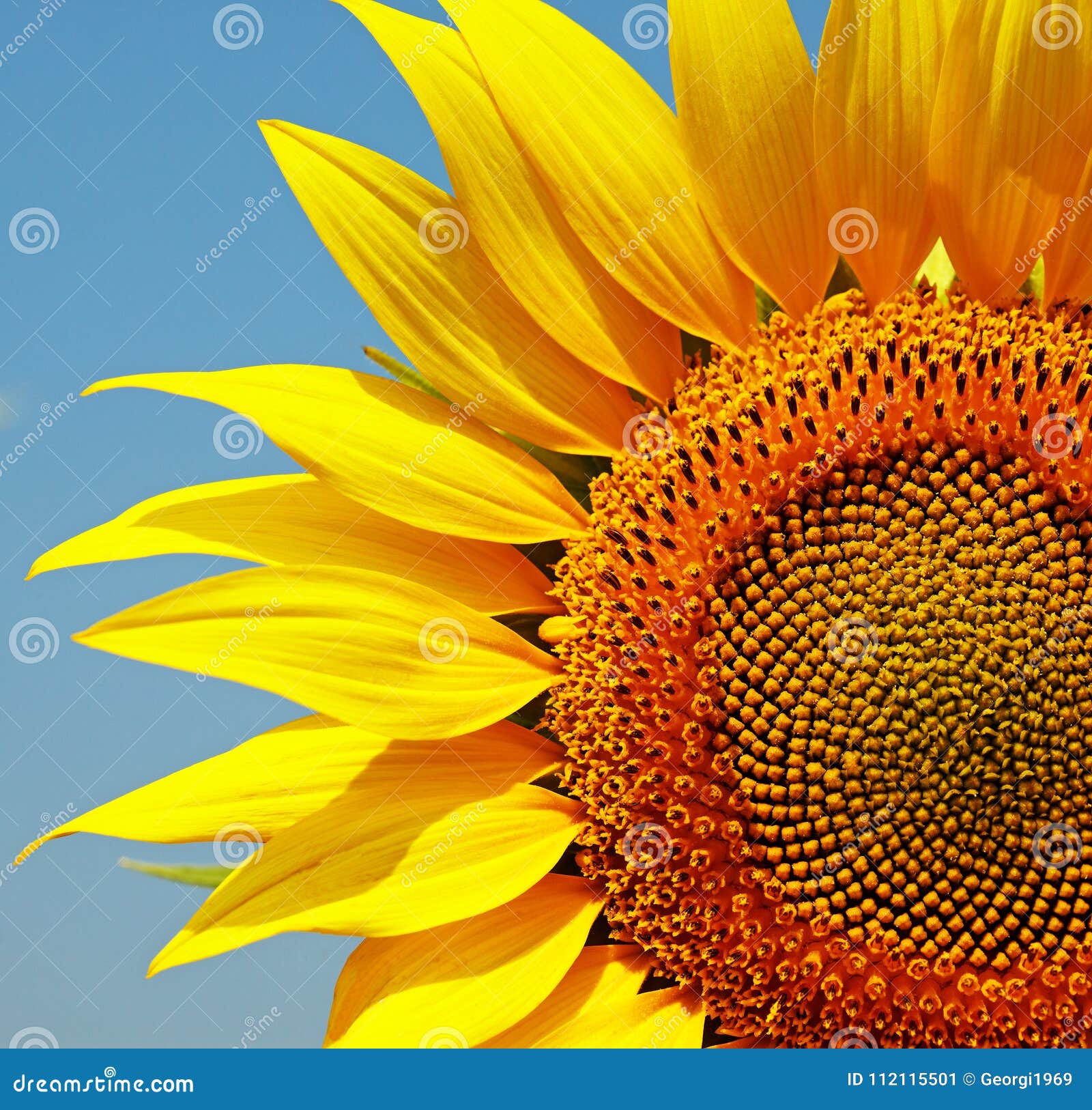 Crop of sunflower closeup stock image. Image of plant 112115501