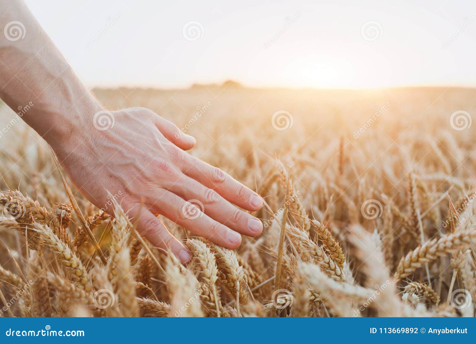 crop of wheat, close up of hand, healthy life and wellness