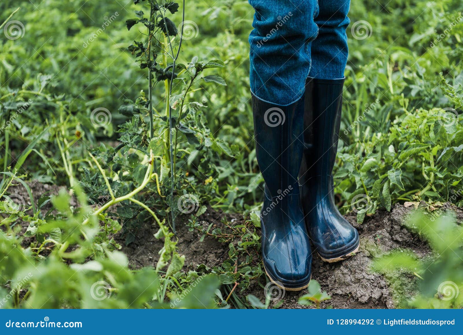 Cropped Image of Farmer Standing in Rubber Boots Stock Photo - Image of ...