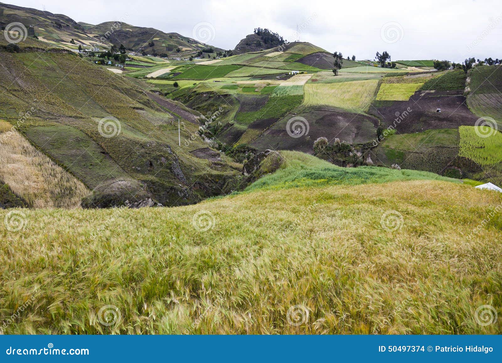crops of barley and colorful slopes near zumbahua