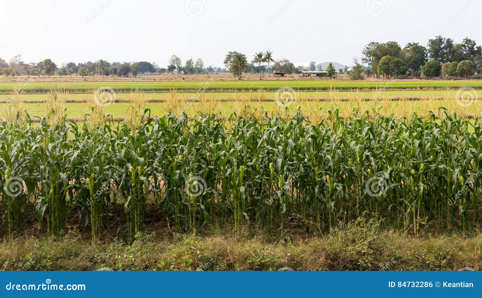 Crops of Corn and Rice Paddy Fields. Stock Photo Image of ears, farm