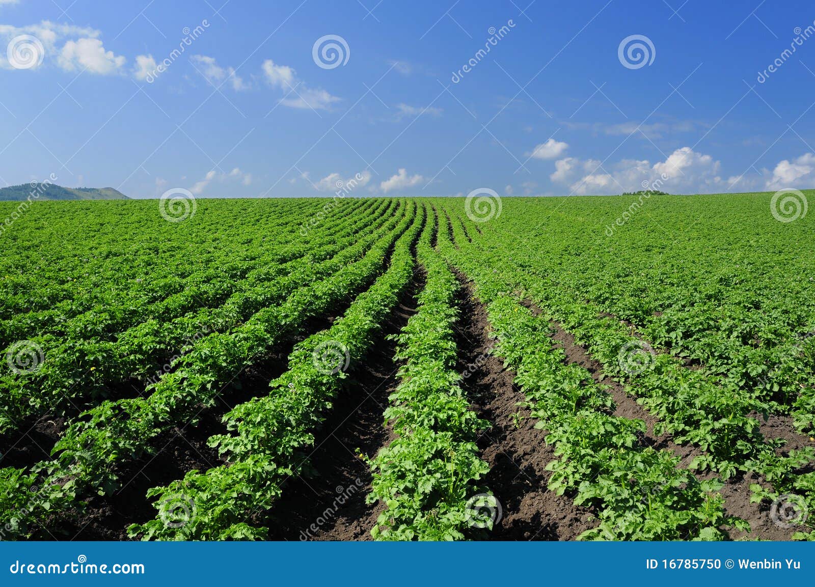 crops and in the furrow