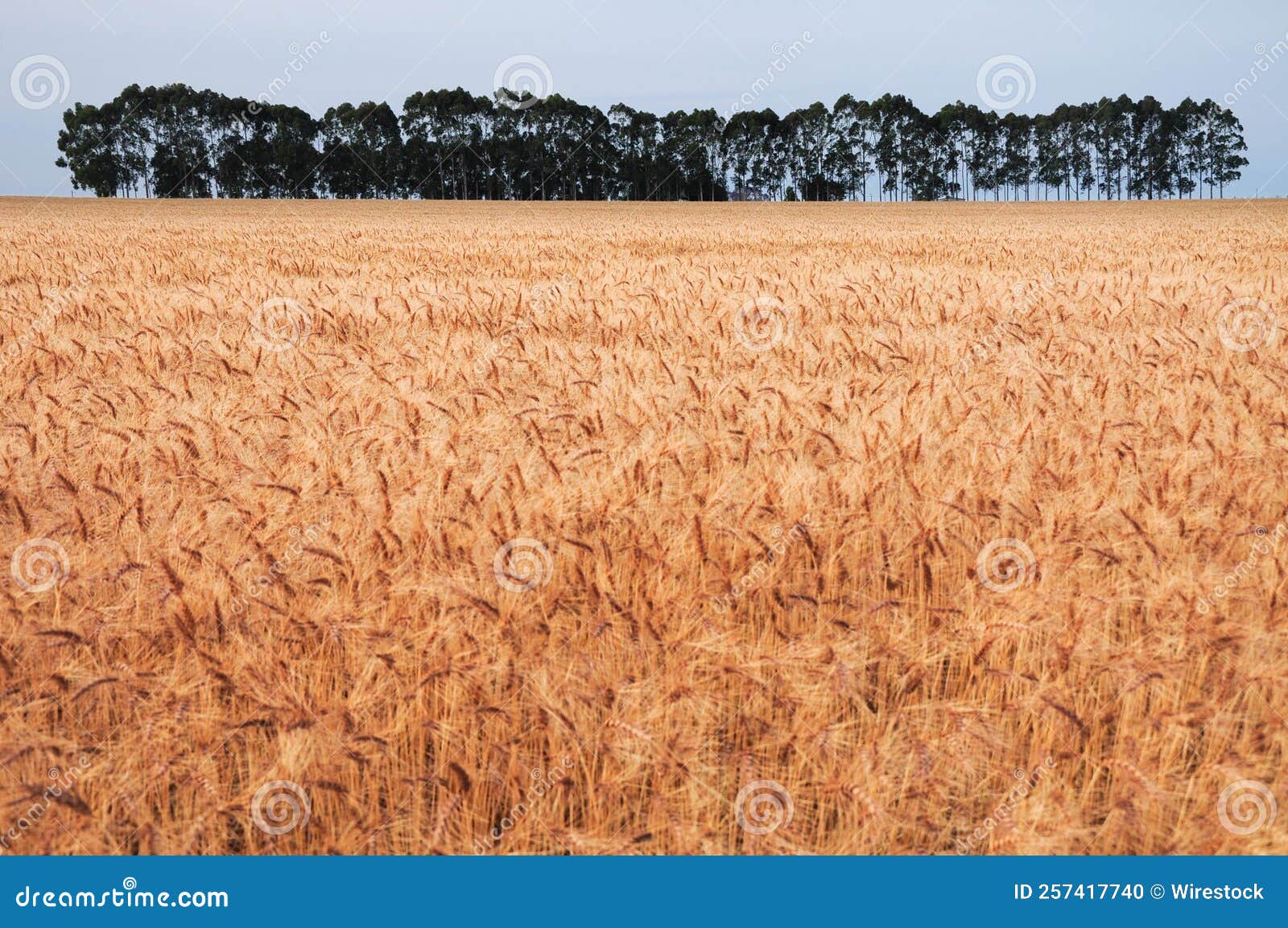 crops plantations in juan lacaze, colonia, uruguay