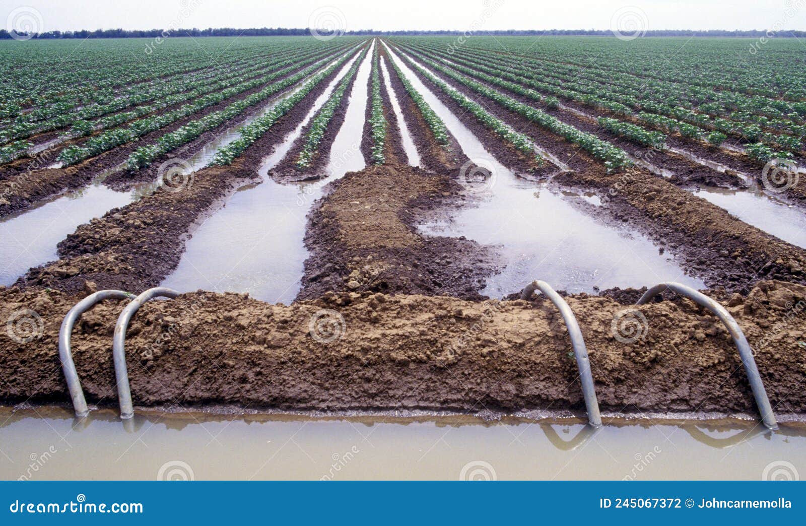 crops under irrigation at kununurra.
