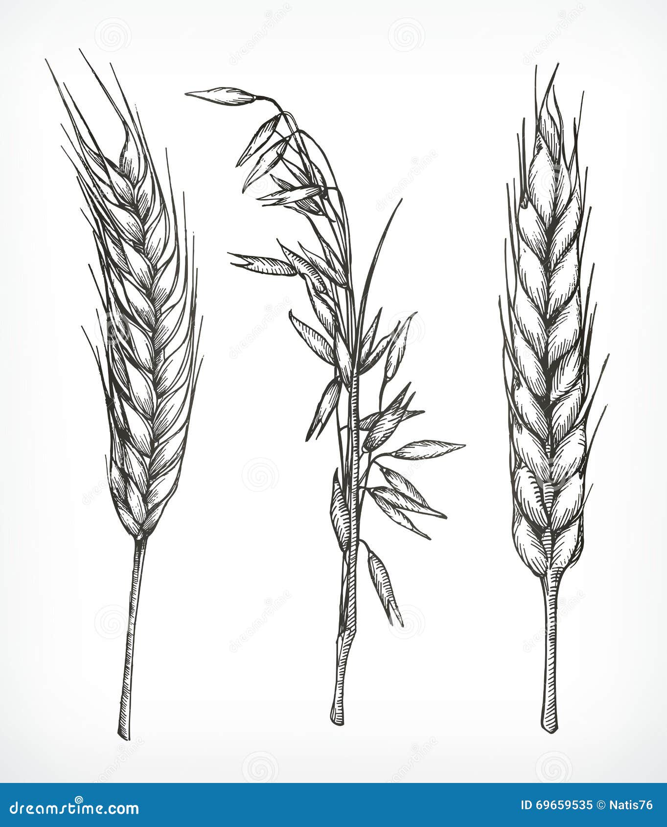 Plant Stem Leaf Grasses Drawing Wheat PNG, Clipart, Artwork, Black And  White, Branch, Commodity, Corn Stover