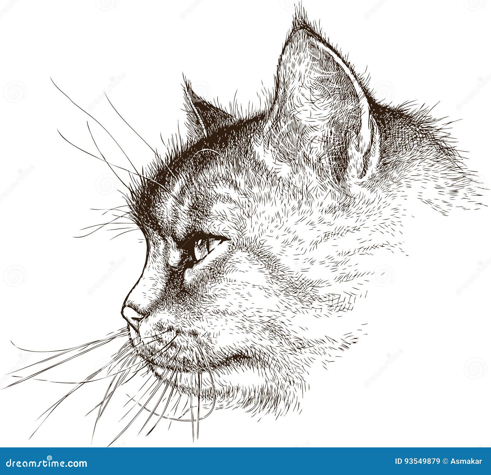 Croquis De La Tete Du Chat Domestique Illustration De Vecteur Illustration Du Favoris Profil