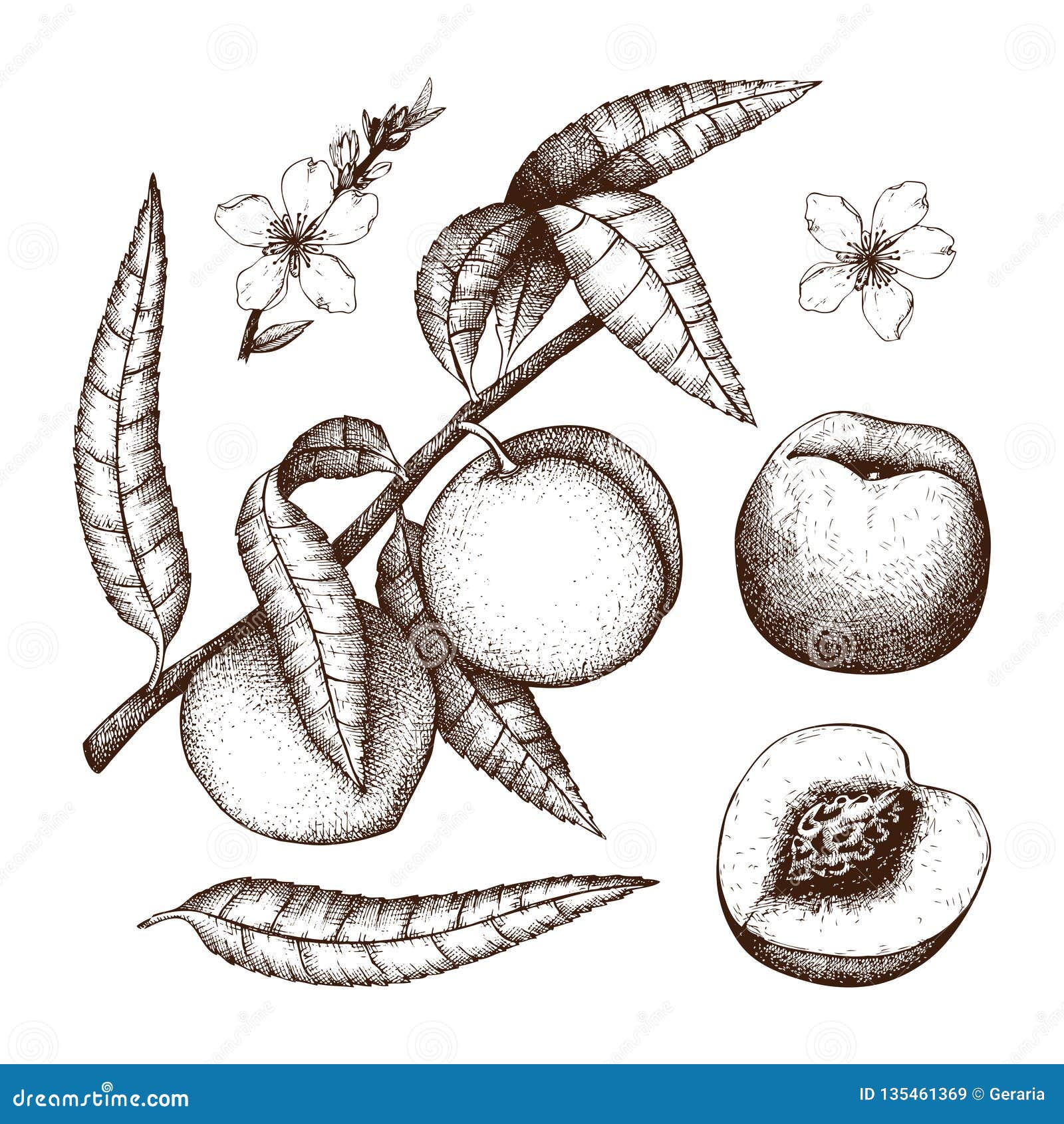 Croquis Tire Par La Main De Peche Dessin D Arbre De Vecteur Avec Le Fruit Les Feuilles Et Les Fleurs Illustration Botanique D Is Illustration De Vecteur Illustration Du Fruit Manger Croquis Tire Par La Main De Peche Dessin D Arbre De Vecteur Avec Le Fruit Les Feuilles Et Les Fleurs Illustration Botanique D Is Illustration De Vecteur Illustration Du Fruit Manger