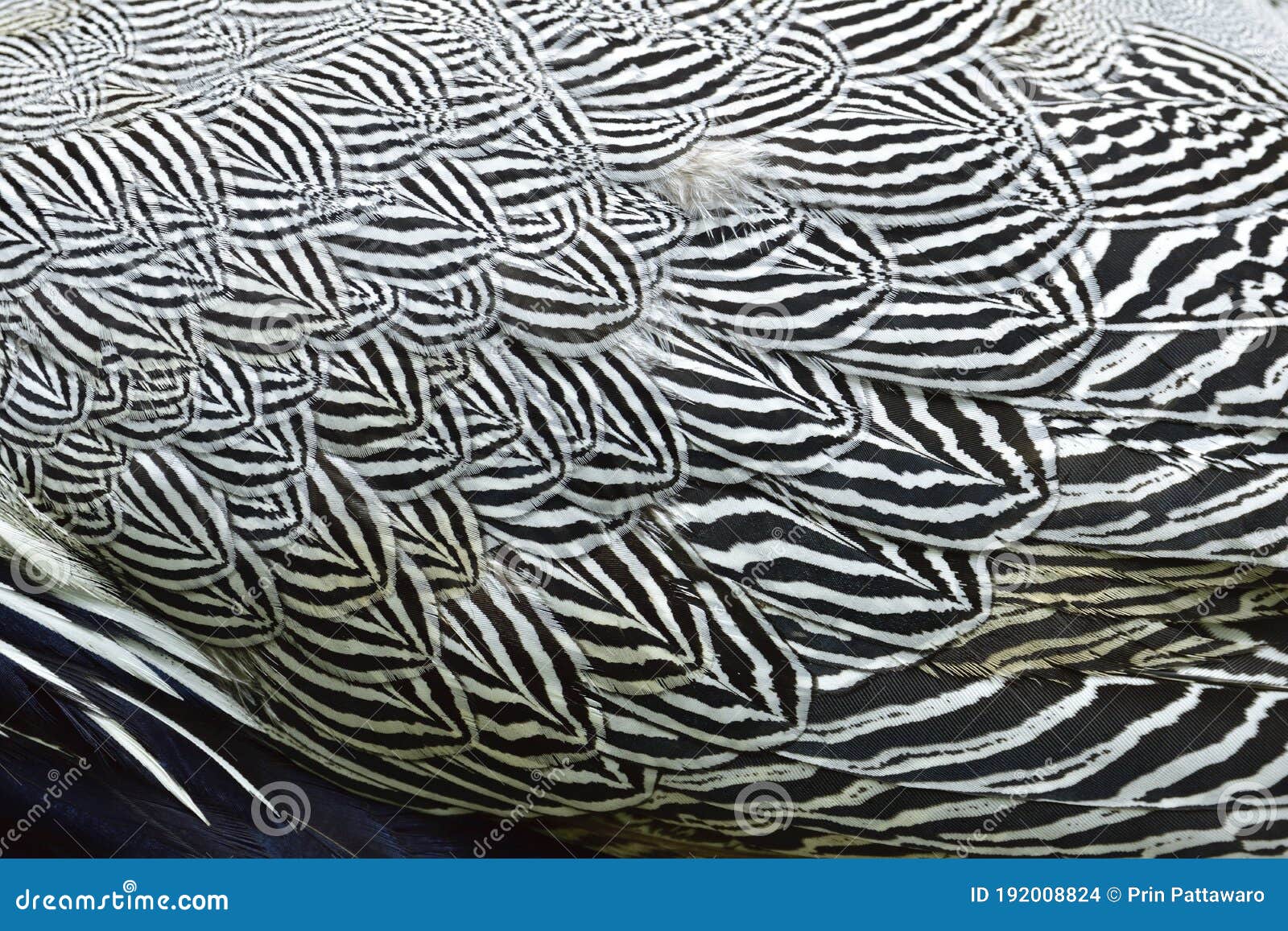 cross black and white background of wild bird wings feathers texture