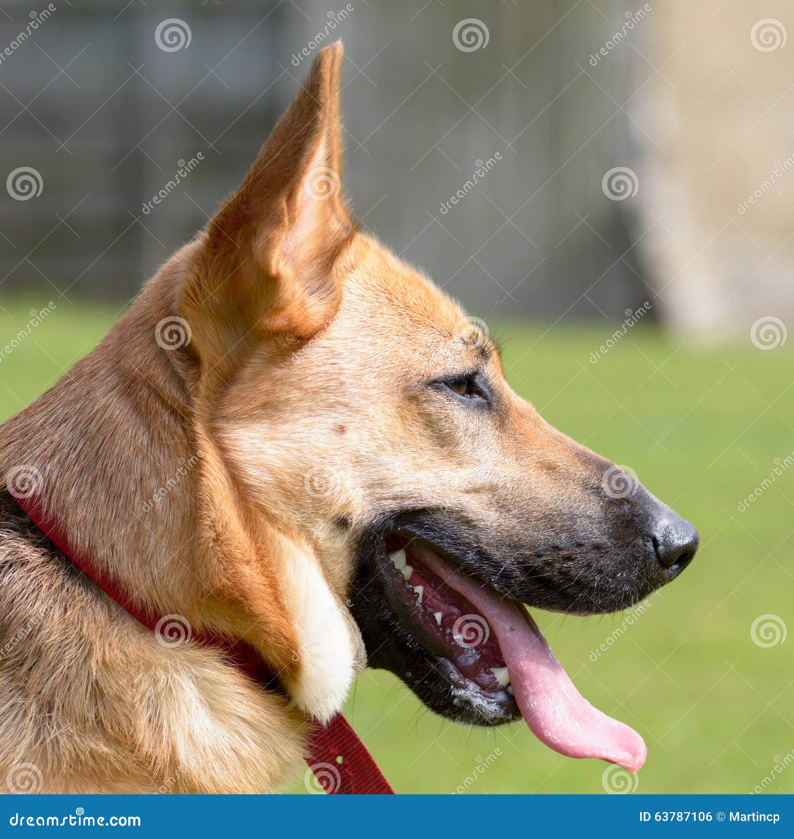 Crossbreed dog stock photo. Image of exercise, canine 63787106