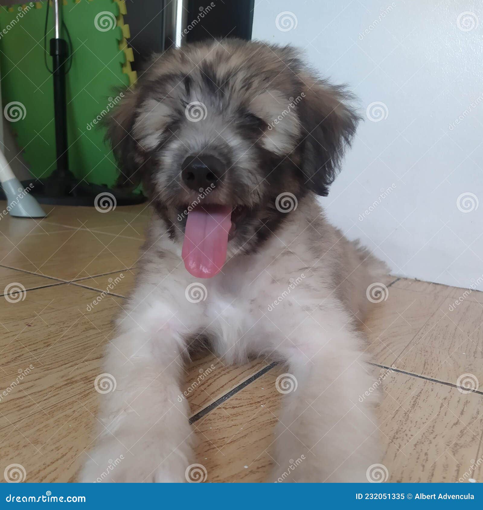 Crossbreed puppy stock image. Image of mammal, animal 232051335