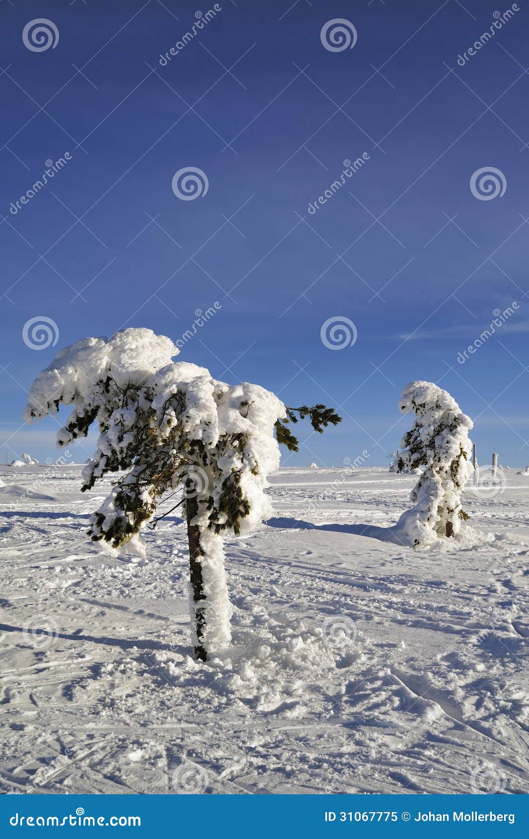 cross country ski hiking trail