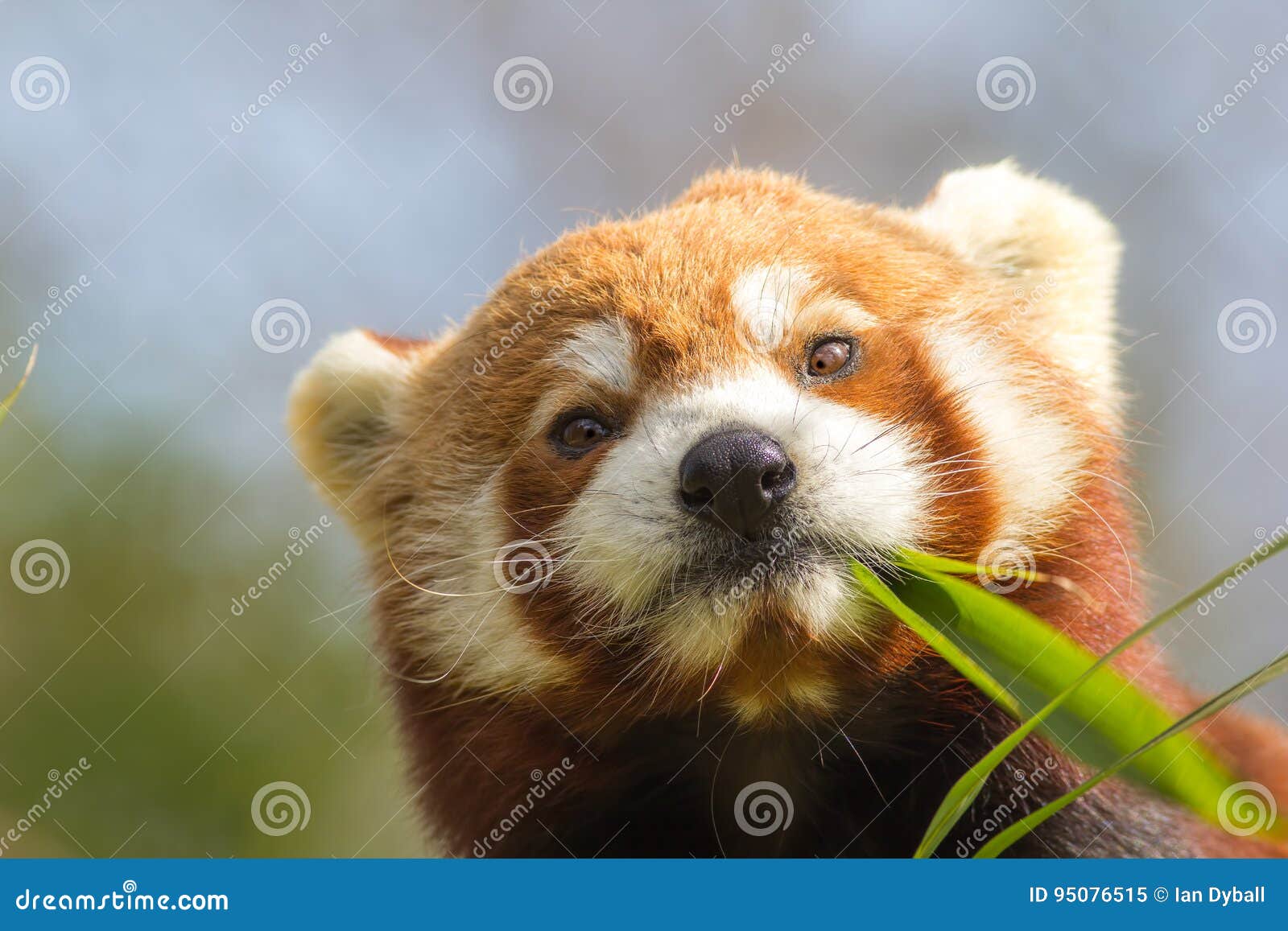 Cross Eyed Animal Cute Red Panda Eating Looking At Bamboo Shoot