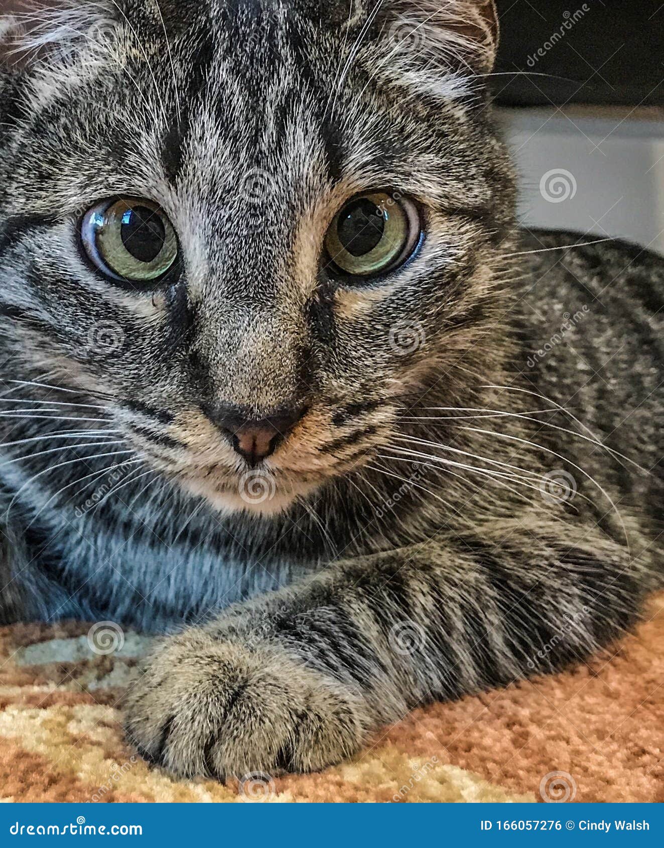 Cross eyed kitty cat stock photo. Image of closeup, whiskers 166057276