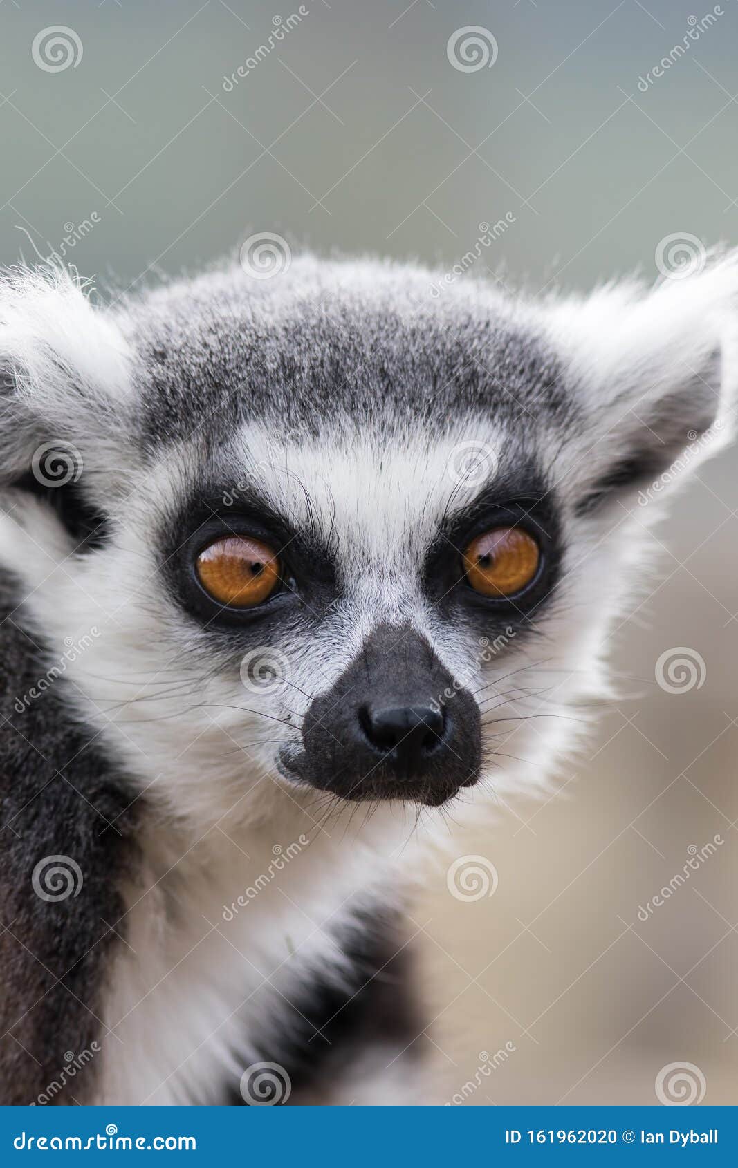 Cross-eyed Face. Funny Animal Image of Lemur Looking Cross-eyed Stock Photo  - Image of eyes, staring: 161962020