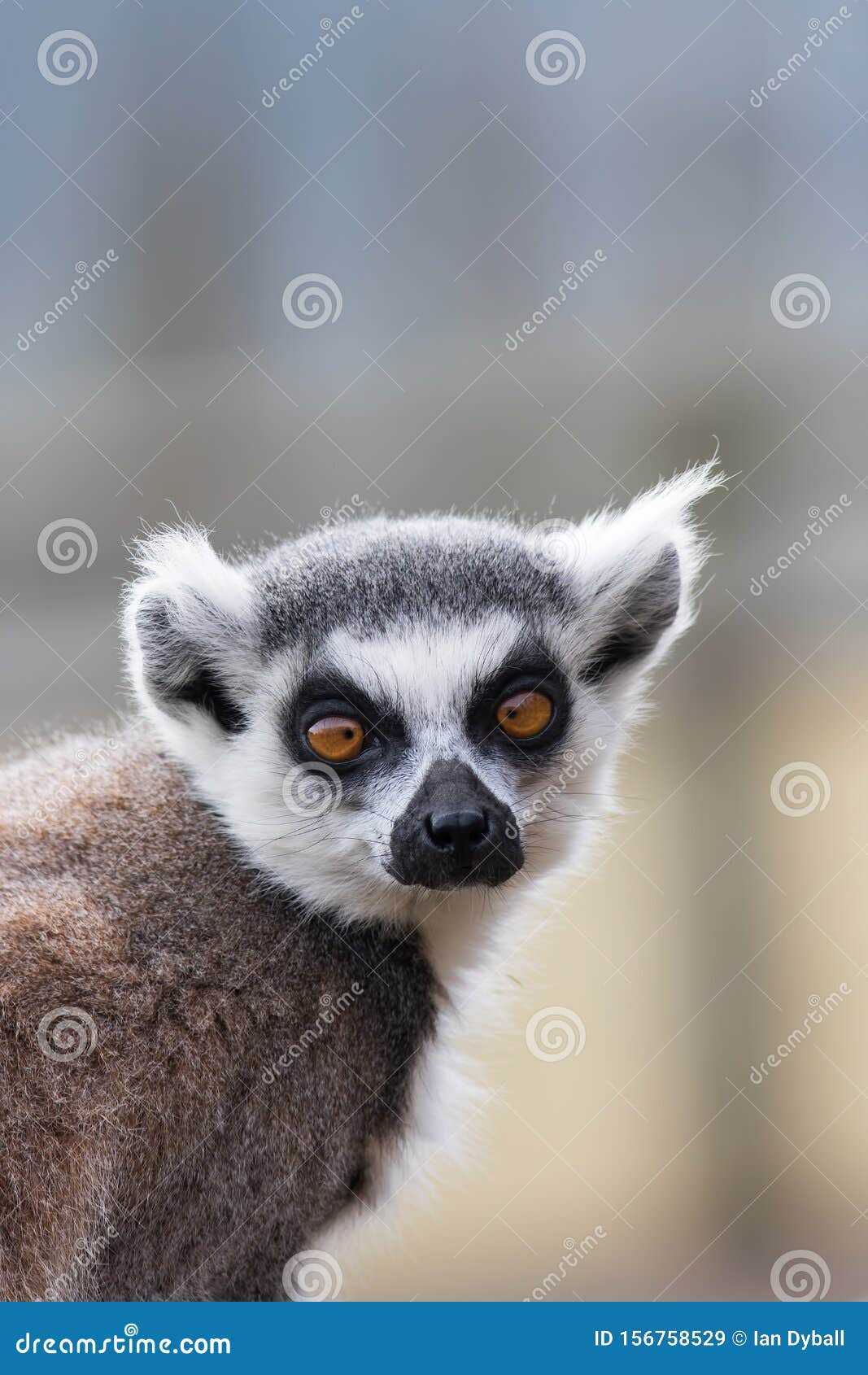 cross-eyed lemur face. funny animal meme image