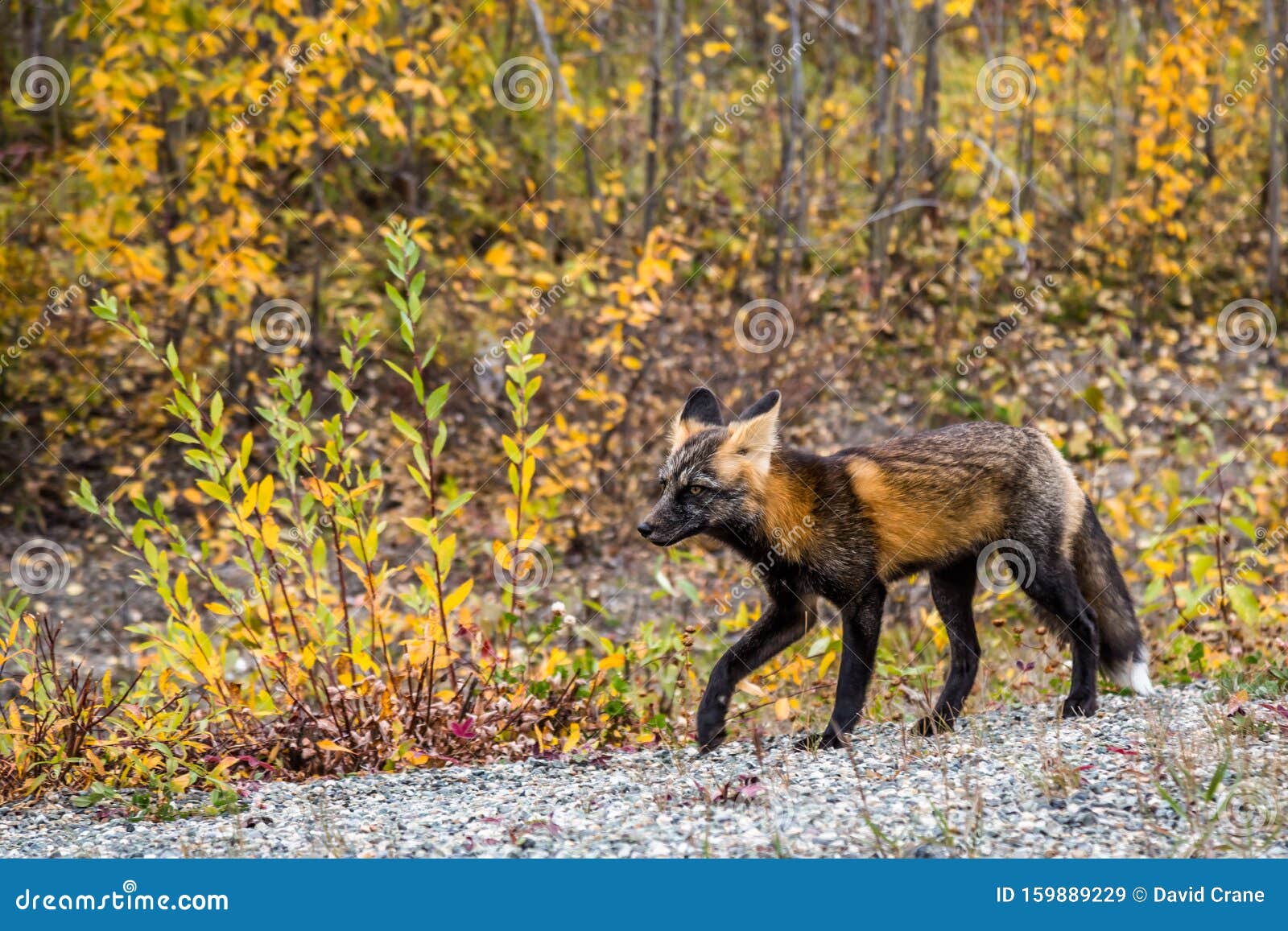 Cross Fox Species, Closely Related To a Red Fox, in Northern Canada Stock  Image - Image of animal, nature: 159889229