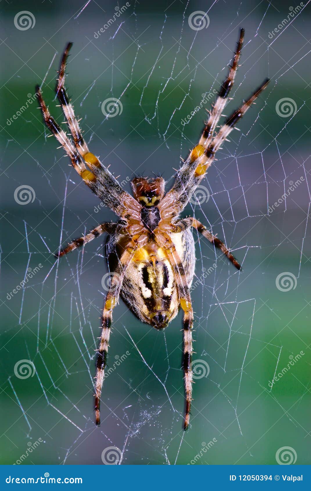 Cross Orb Weaver Waiting for Prey. Stock Photo Image of crawly, focus