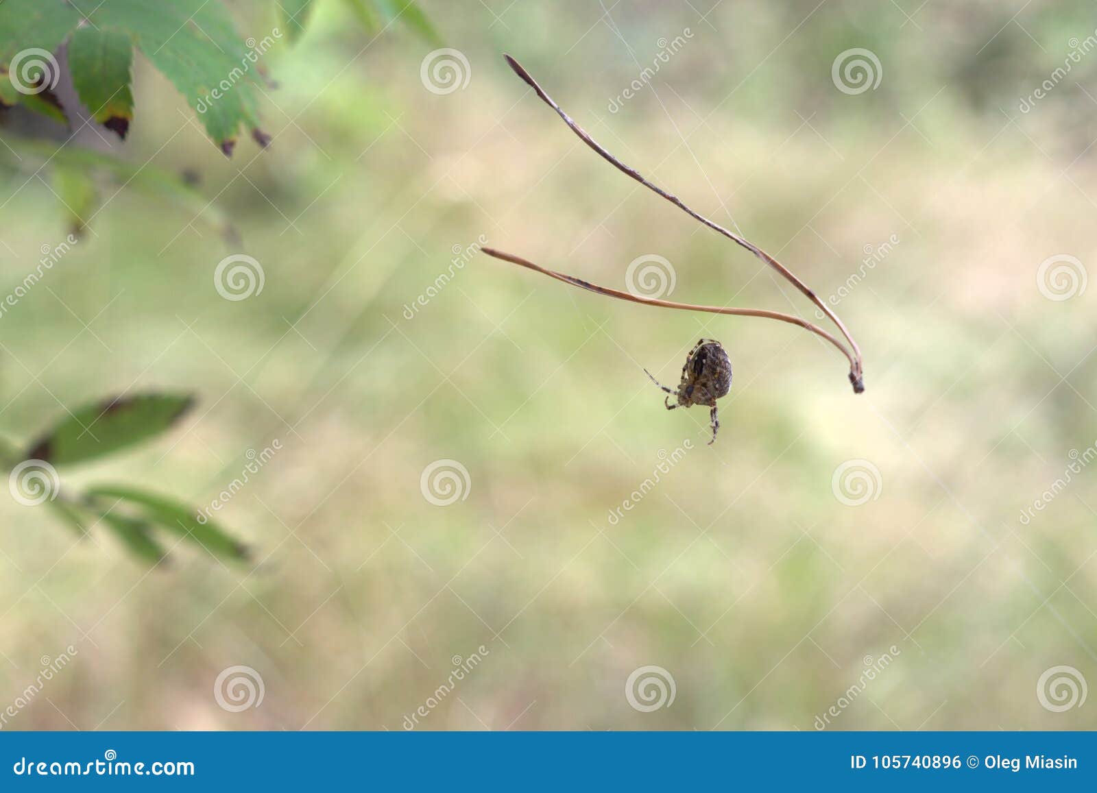 cross orbweaver spider cleverly pulls out the cobweb from himself