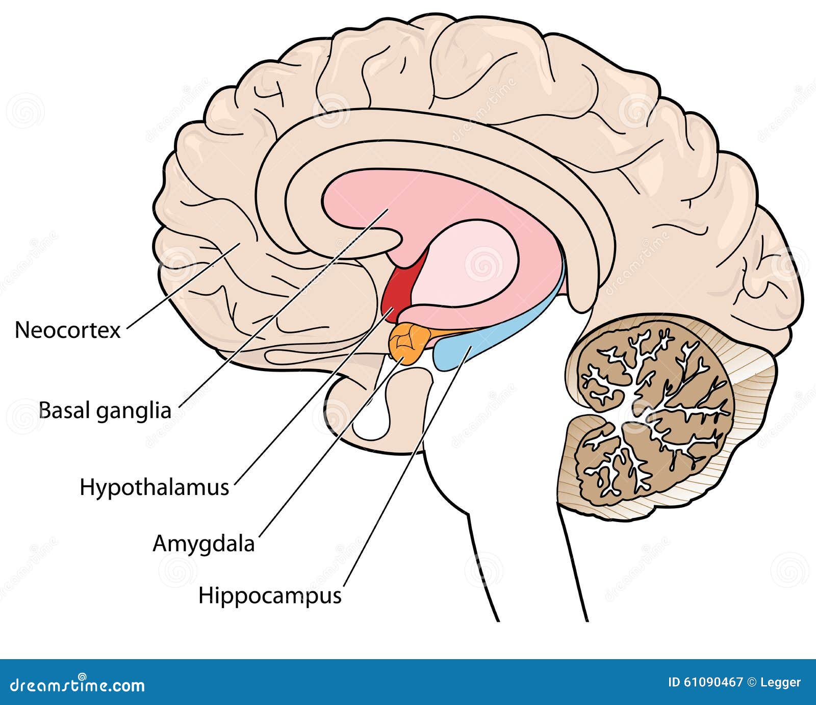 cross section of brain showing the basal ganglia and hypothalamus