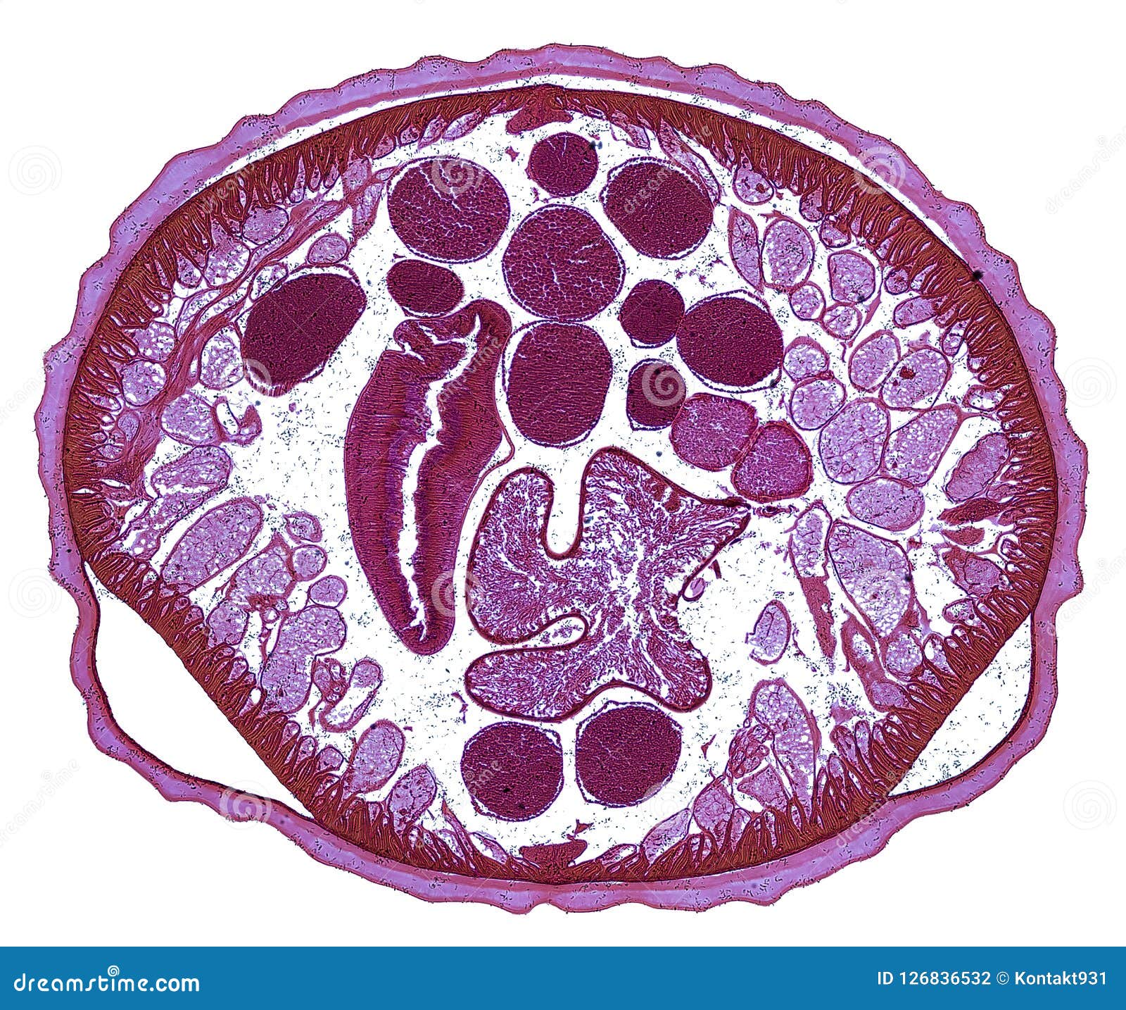 Cross Section Cut Under the Microscope – Microscopic View of Animal Cells for Education Stock Photo - Image of high, cell: 126836532 Cross Section Cut Under the Microscope – Microscopic View of Animal Cells for Education Stock Photo - Image of high, cell: 126836532