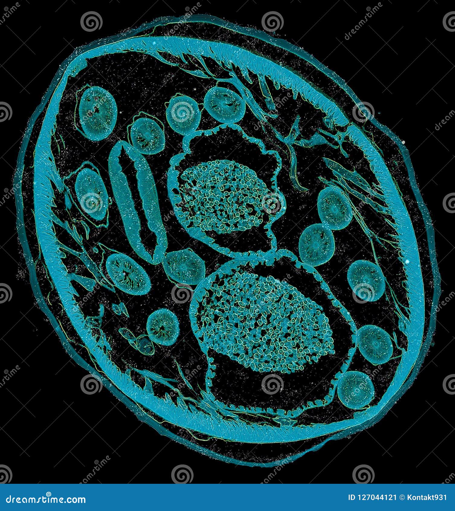 Cross Section Cut Under the Microscope â€“ Microscopic View of Animal Cells  for Education Stock Image - Image of cell, brain: 127044121