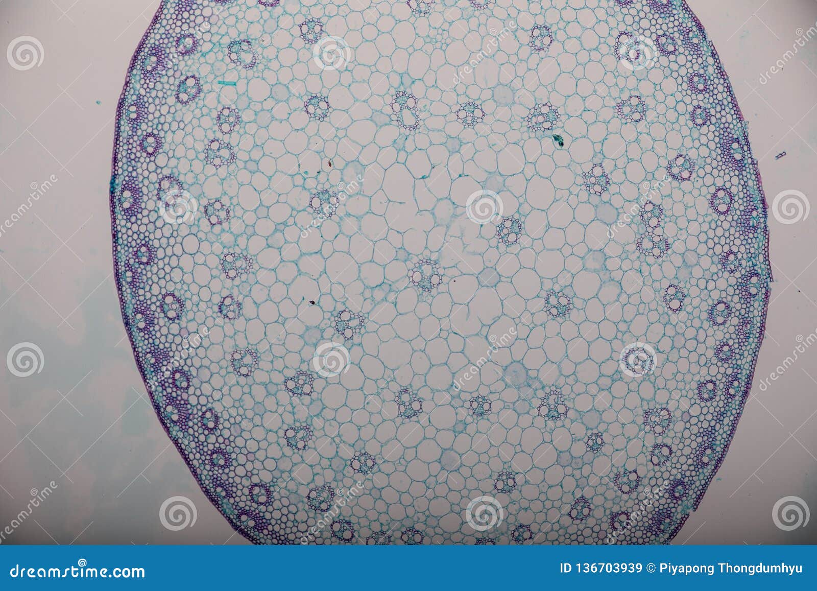 Crosssection Dicot, Monocot and Root of Plant Stem Under the Microscope. Stock Image Image of